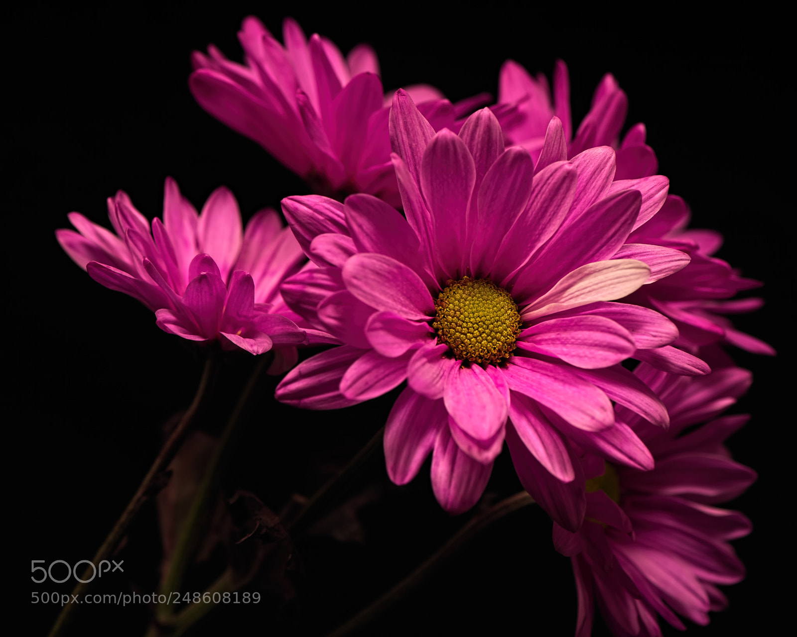 Nikon D810 sample photo. Taking the lead 0303 photography