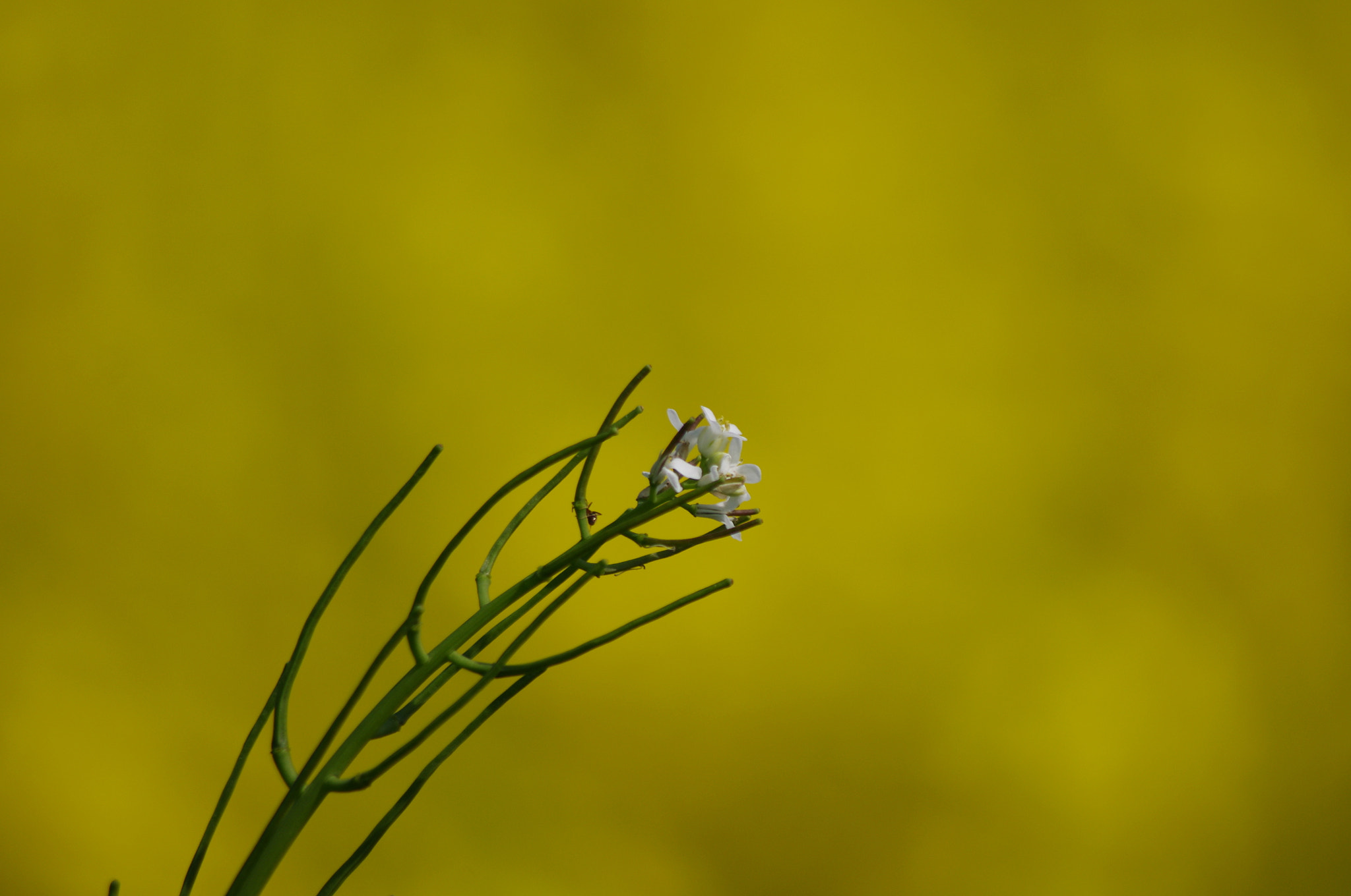 Pentax K-x sample photo. Yellow photography