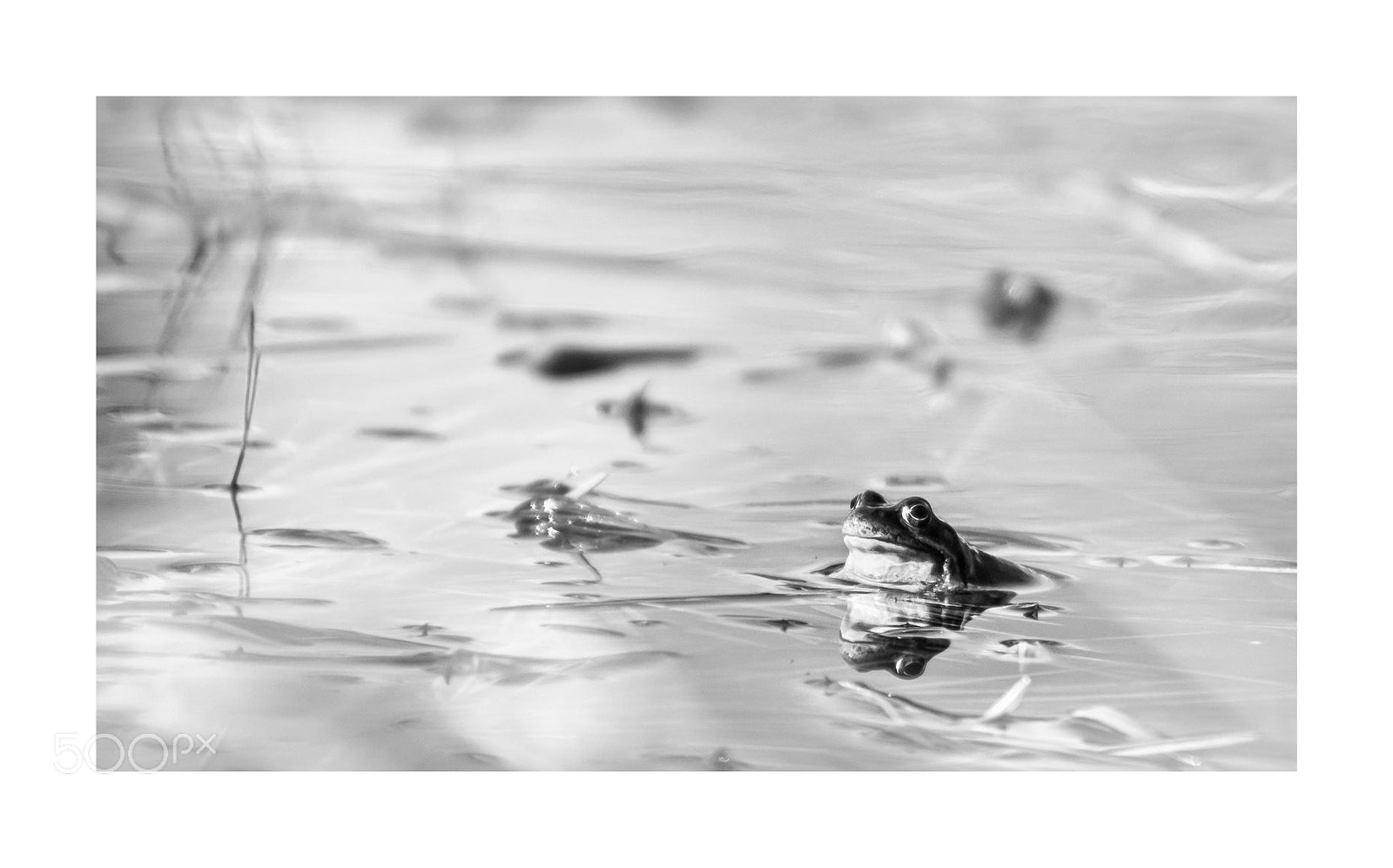 Canon EOS 100D (EOS Rebel SL1 / EOS Kiss X7) sample photo. There is no frog photography