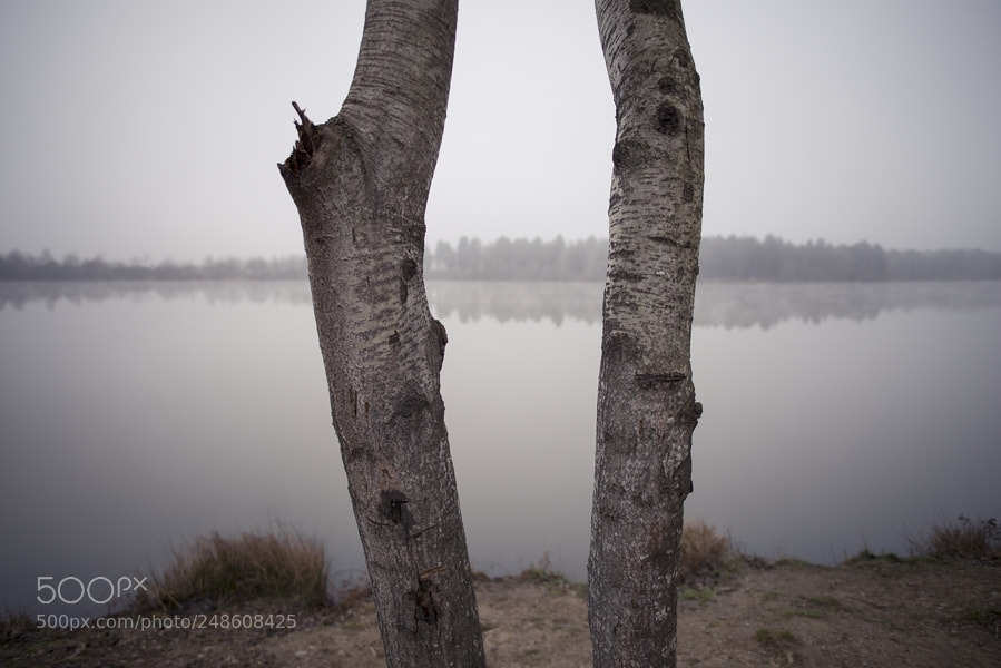 Nikon D800E sample photo. The wooden futal del photography