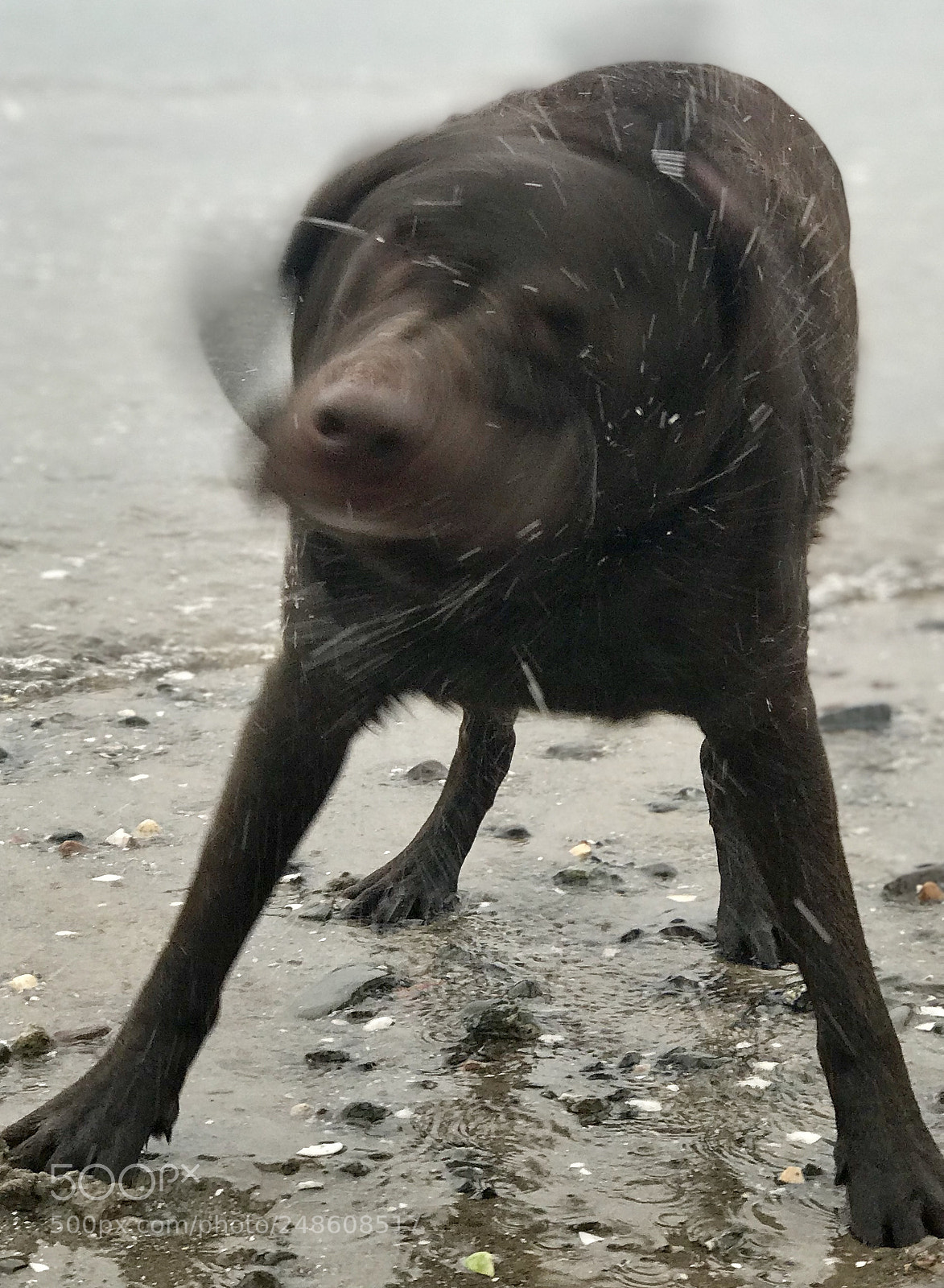 Apple iPhone 7 Plus sample photo. Shake it! photography