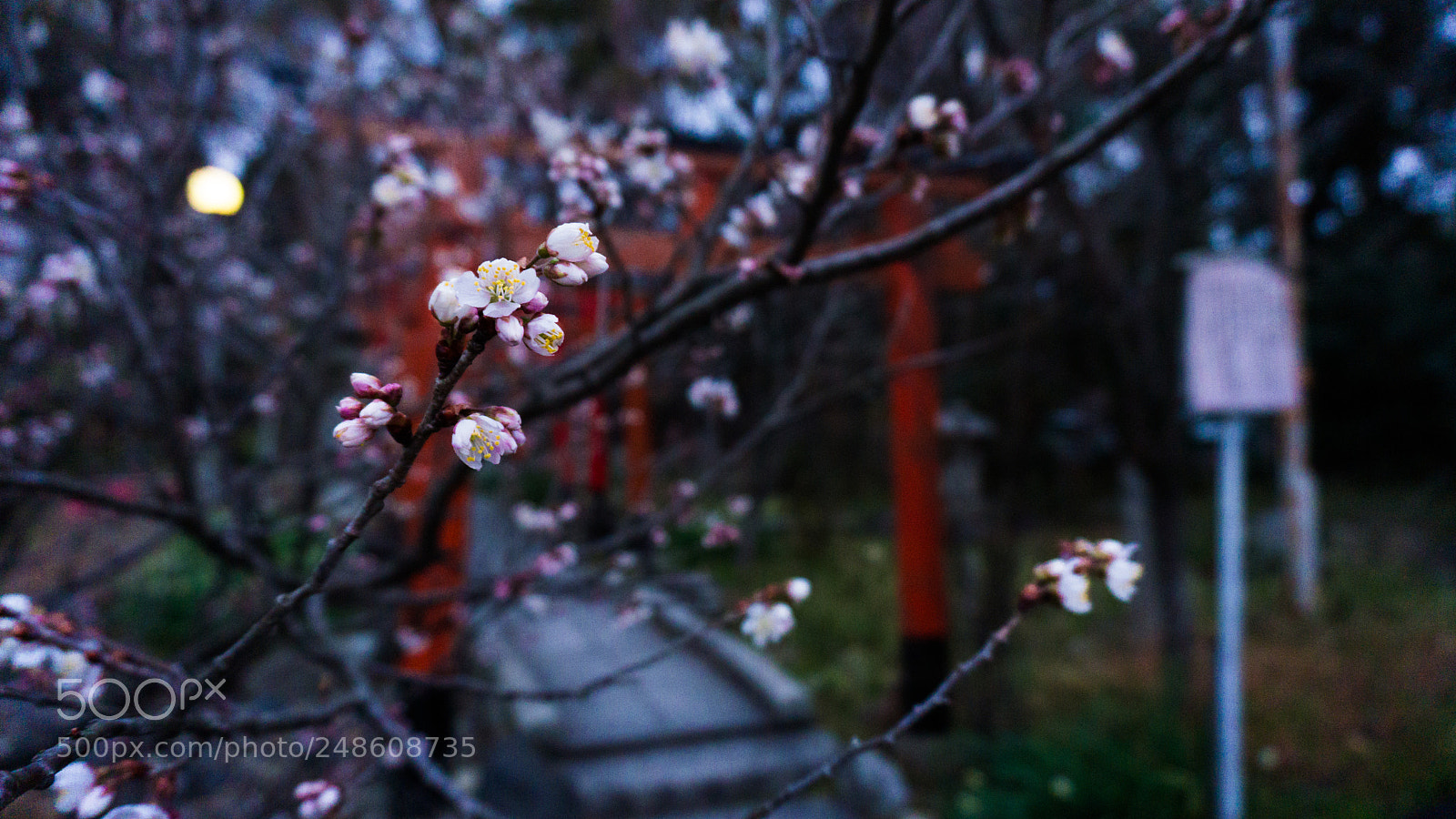 Sony a6000 sample photo. Wet sakura tree photography