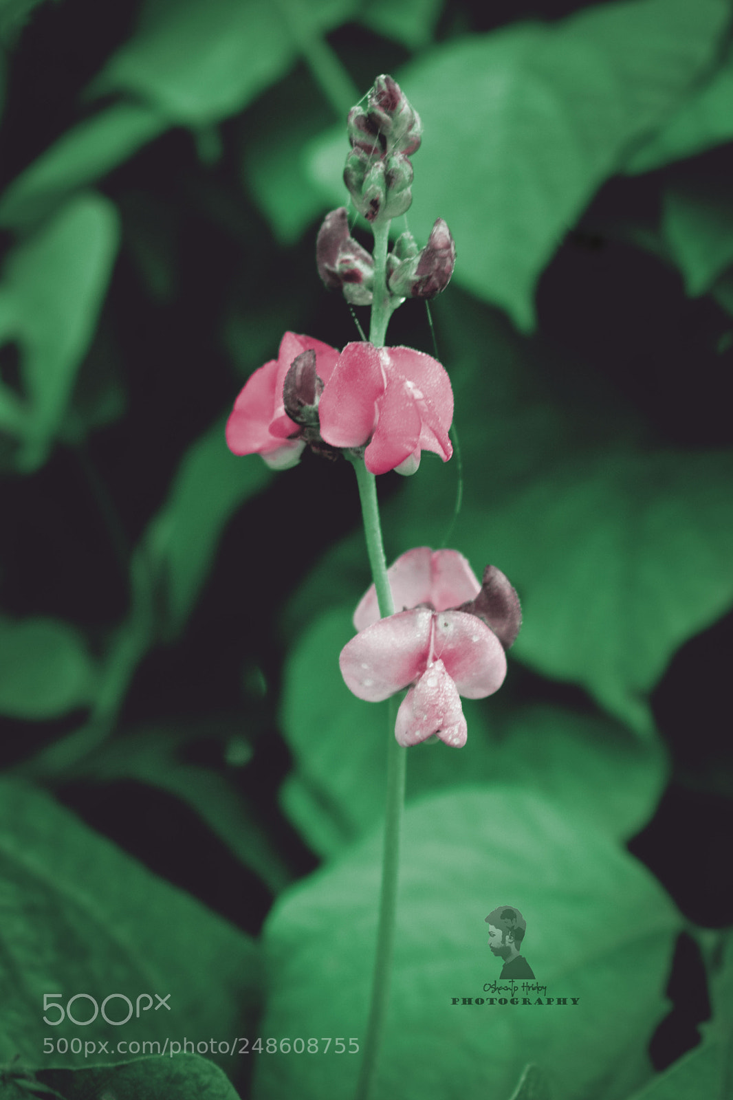 Nikon D5300 sample photo. Nature photography