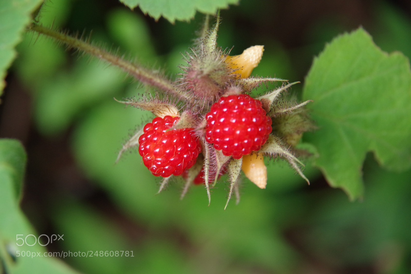 Pentax K-70 sample photo. Untitled photography
