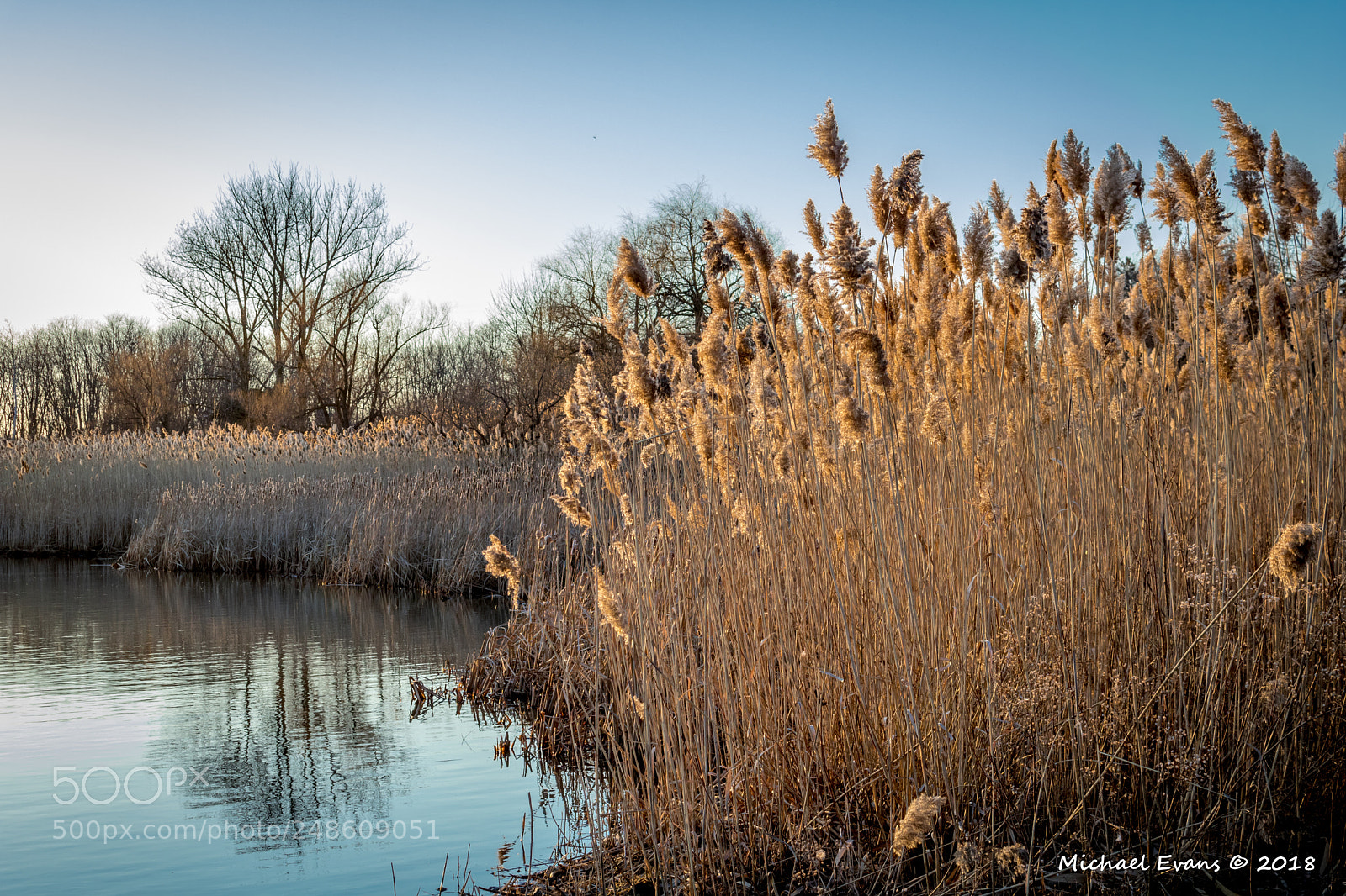 Canon EOS 750D (EOS Rebel T6i / EOS Kiss X8i) sample photo. Golden glow photography