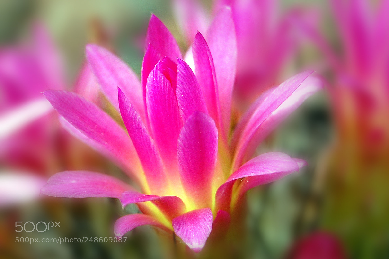 Nikon D40 sample photo. Pink photography