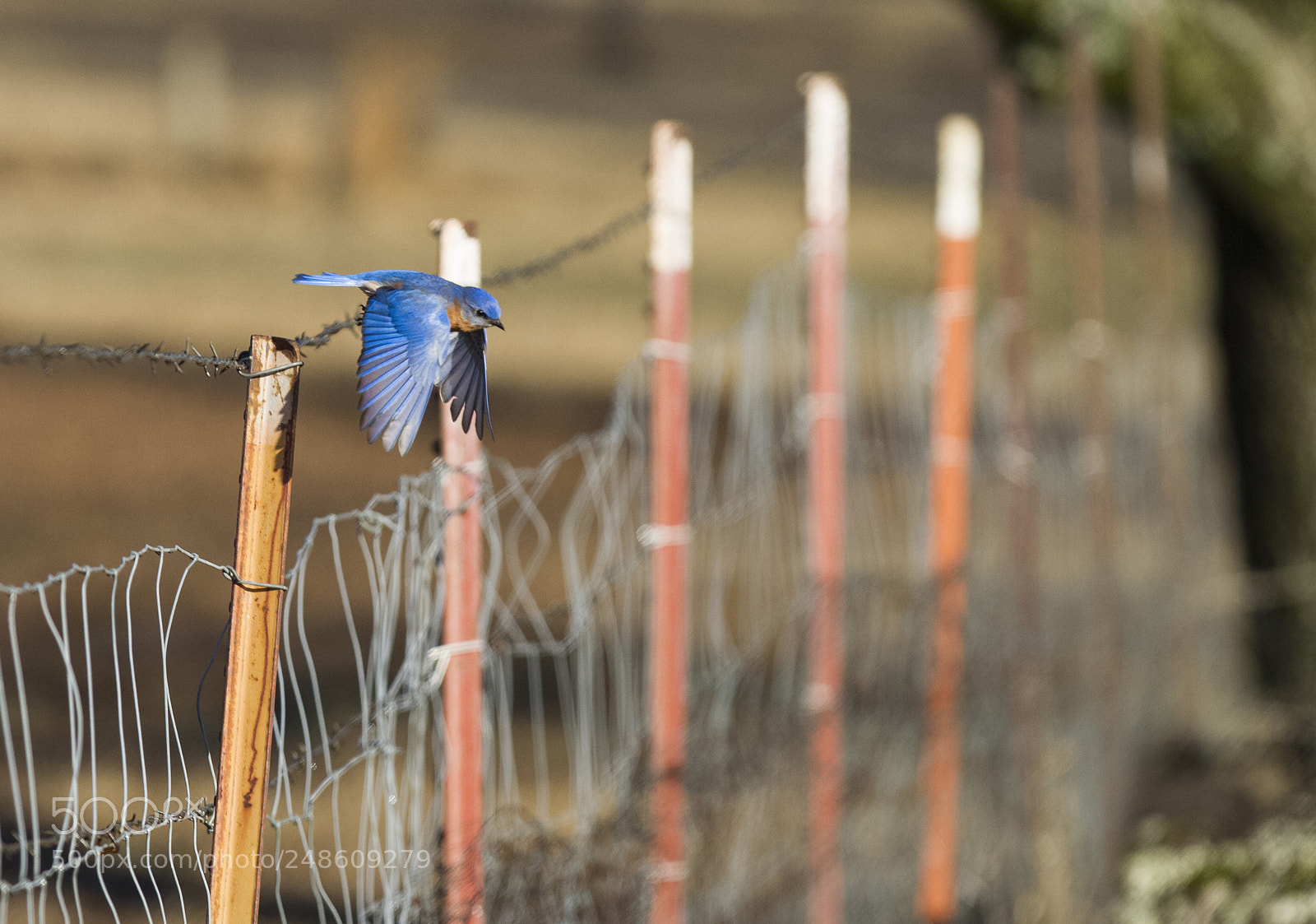 Canon EOS 7D sample photo. Bluebird in flight photography