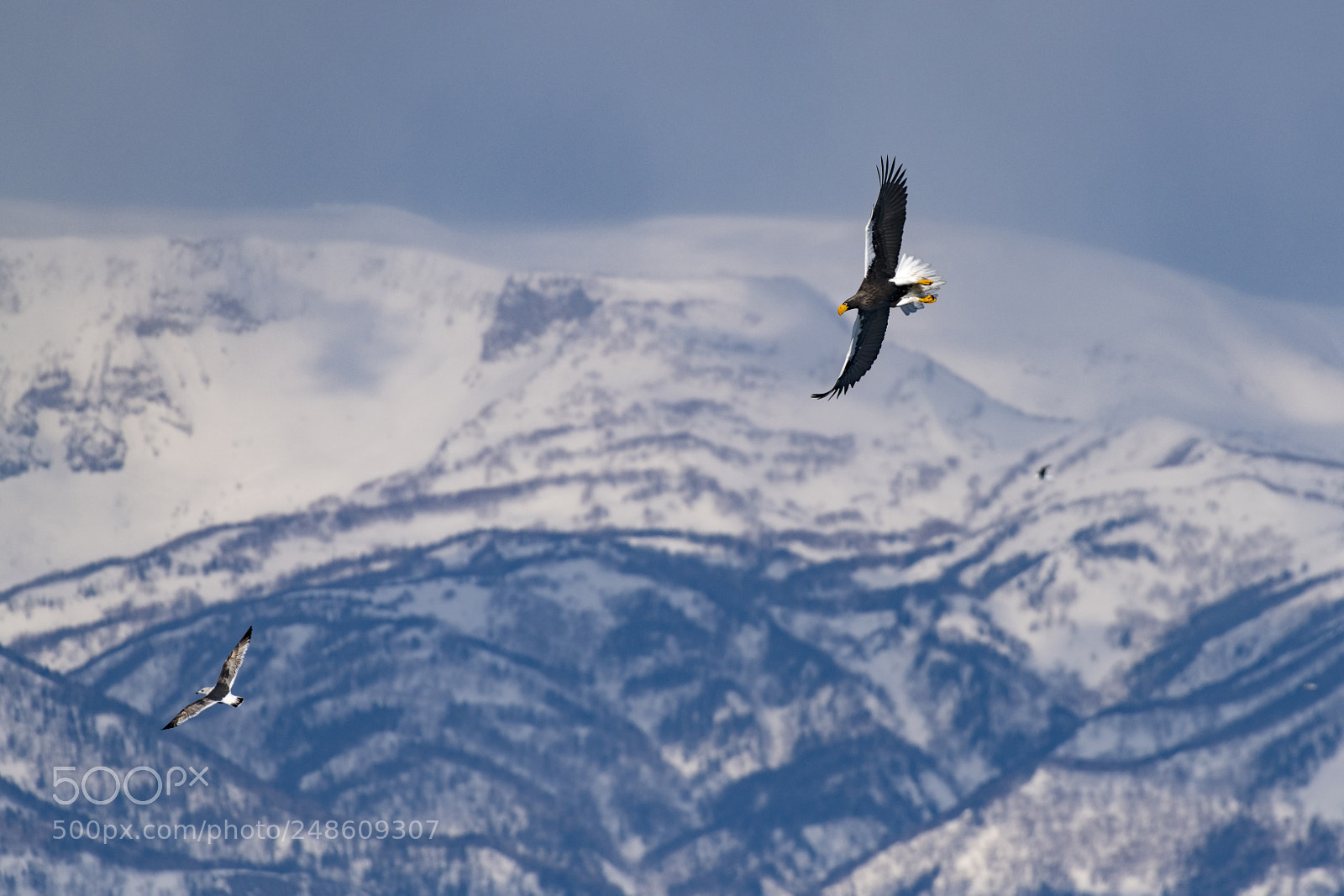 Nikon D850 sample photo. Stellar's sea eagle photography