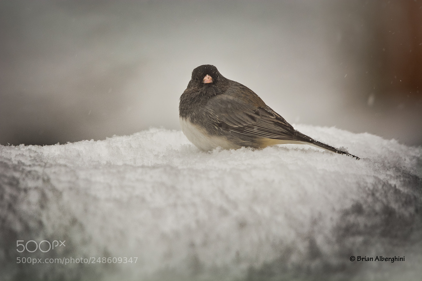 Nikon D7100 sample photo. Snowy bird photography