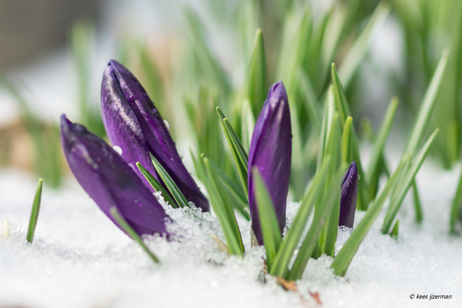 Sony SLT-A77 sample photo. Crocus. photography