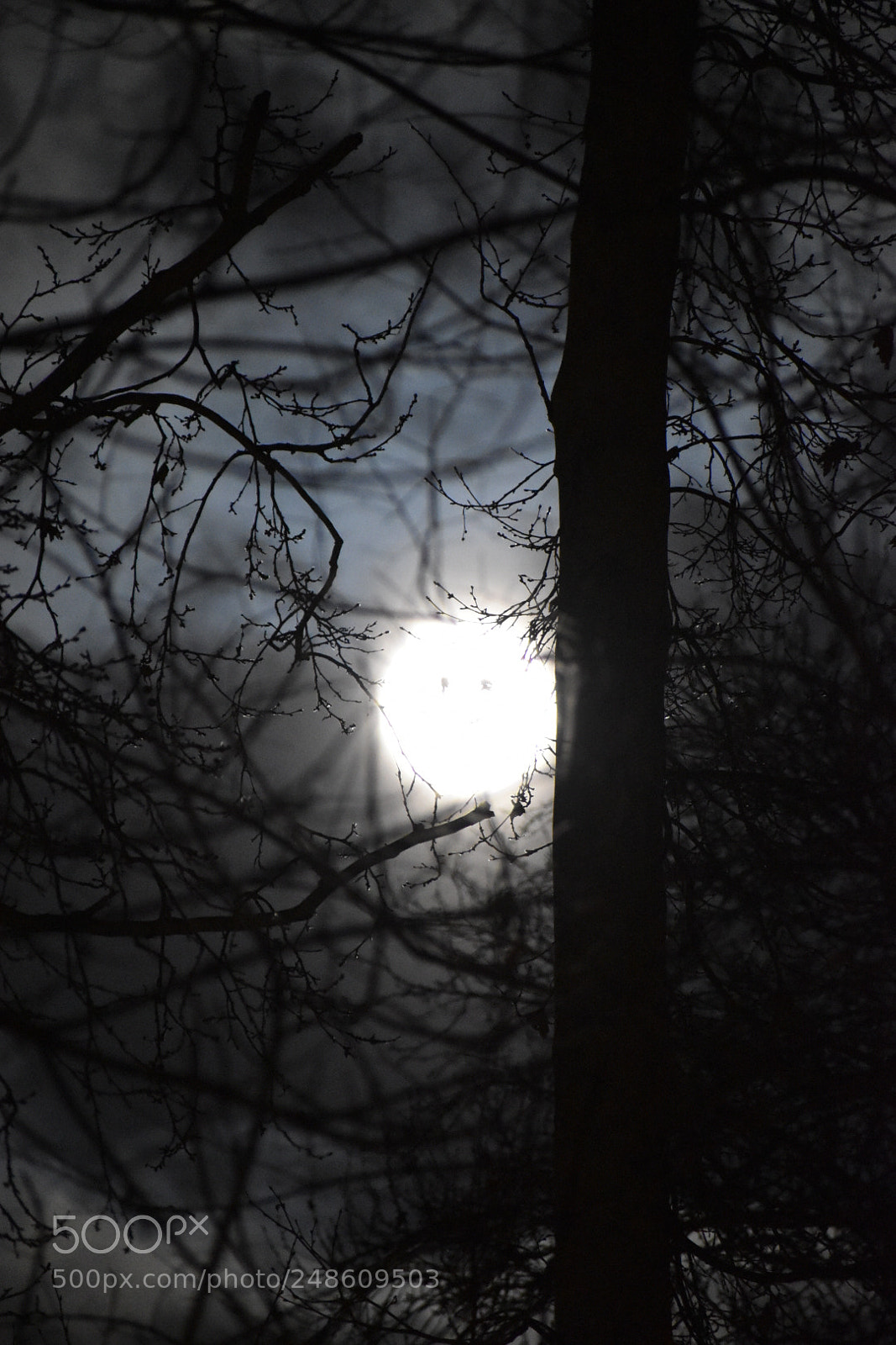 Nikon D5500 sample photo. Untitled photography