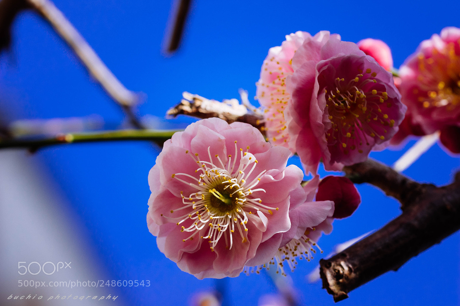 Olympus OM-D E-M1 sample photo. Japanese apricot photography