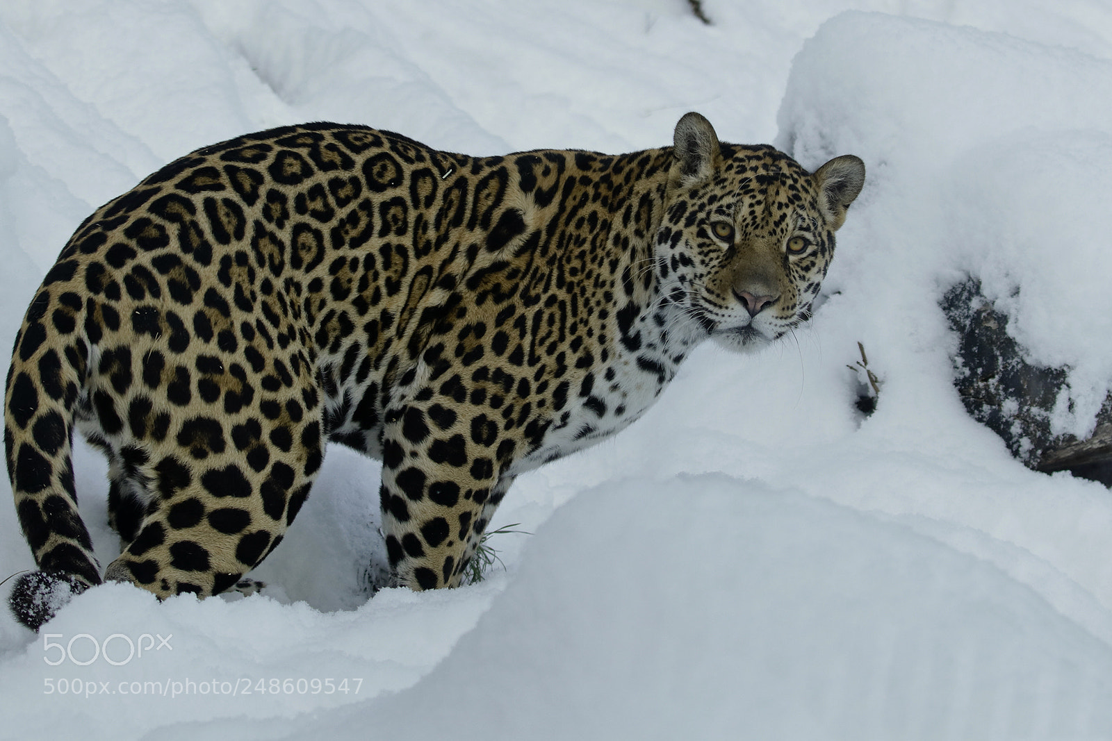 Canon EOS 80D sample photo. Greek cat in snow photography