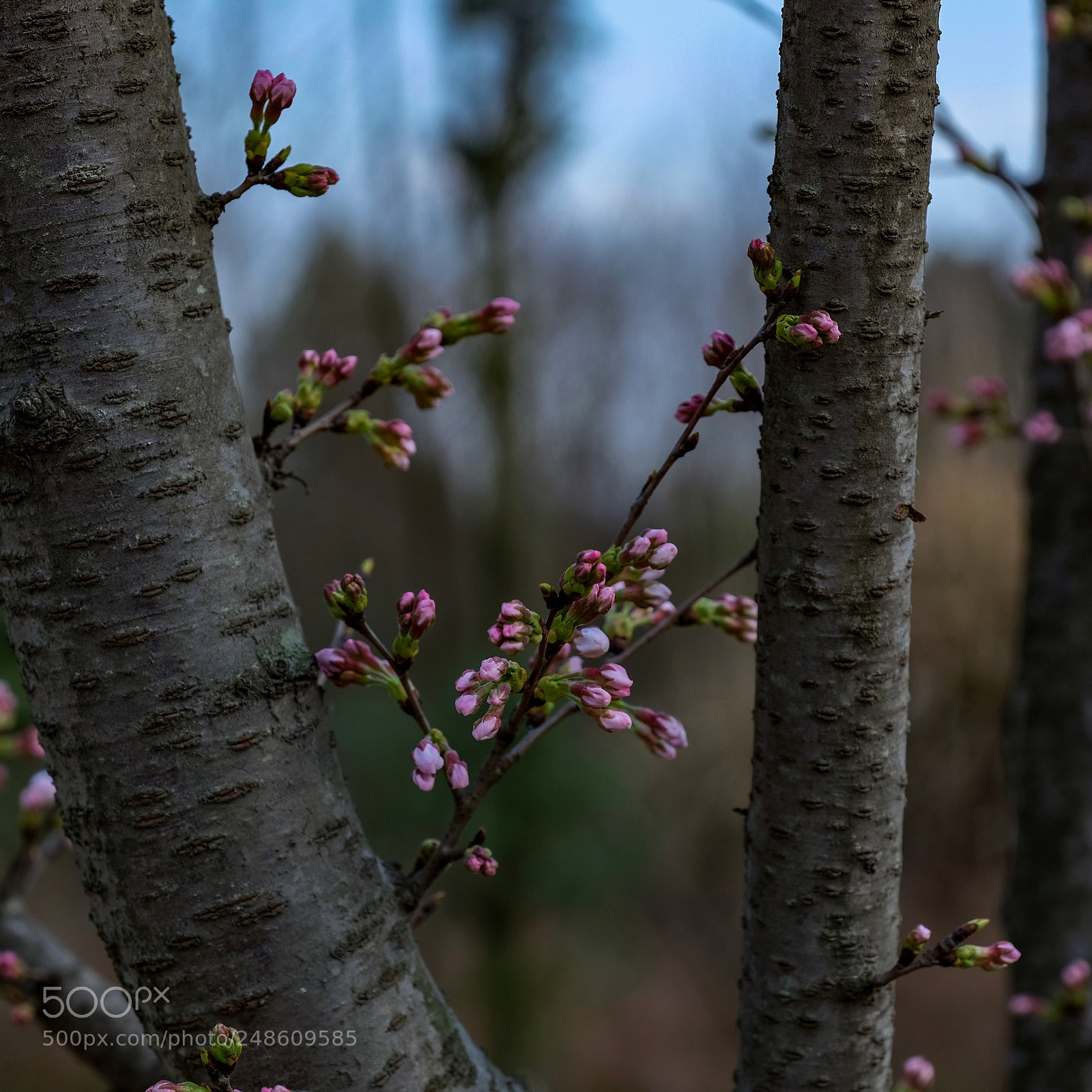 Fujifilm GFX 50S sample photo. Untitled photography
