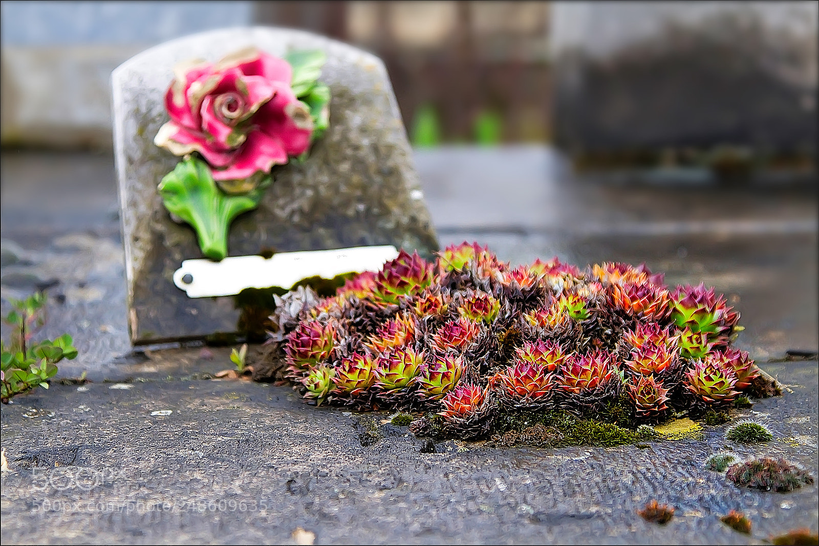 Canon EOS 7D sample photo. Pierre tombale aux artichauts photography