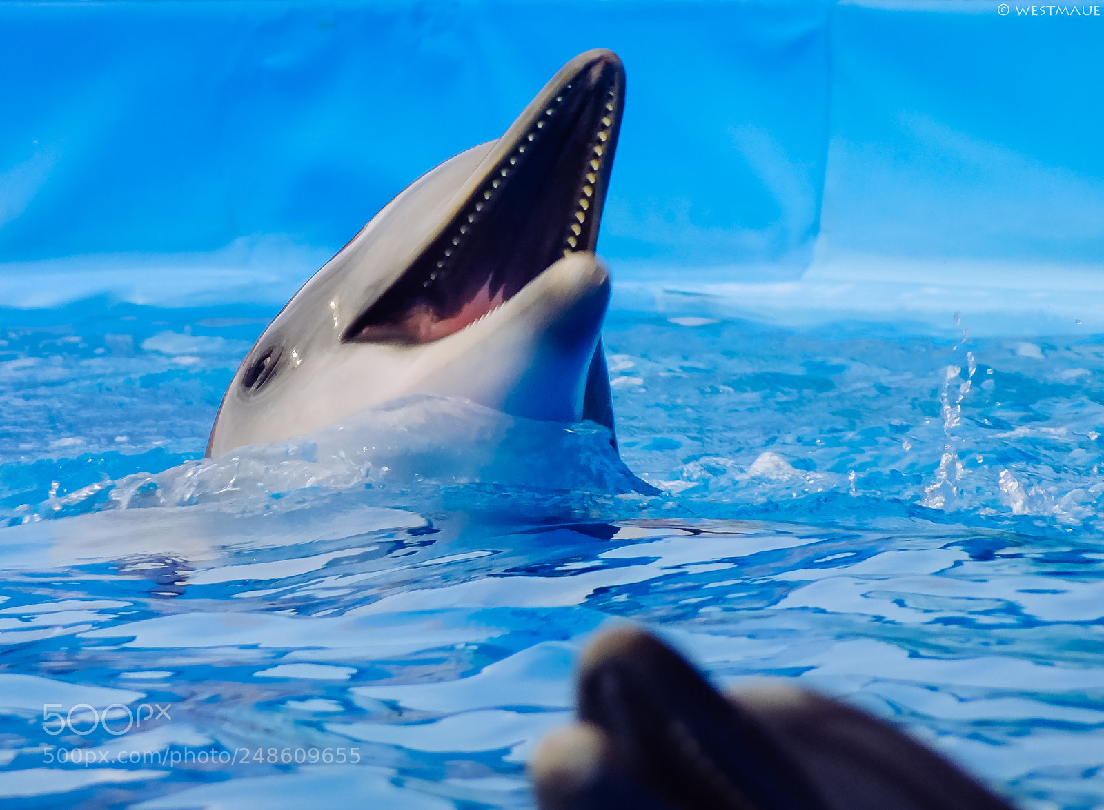 FujiFilm FinePix HS20 EXR (FinePix HS22 EXR) sample photo. Dolphin dance photography