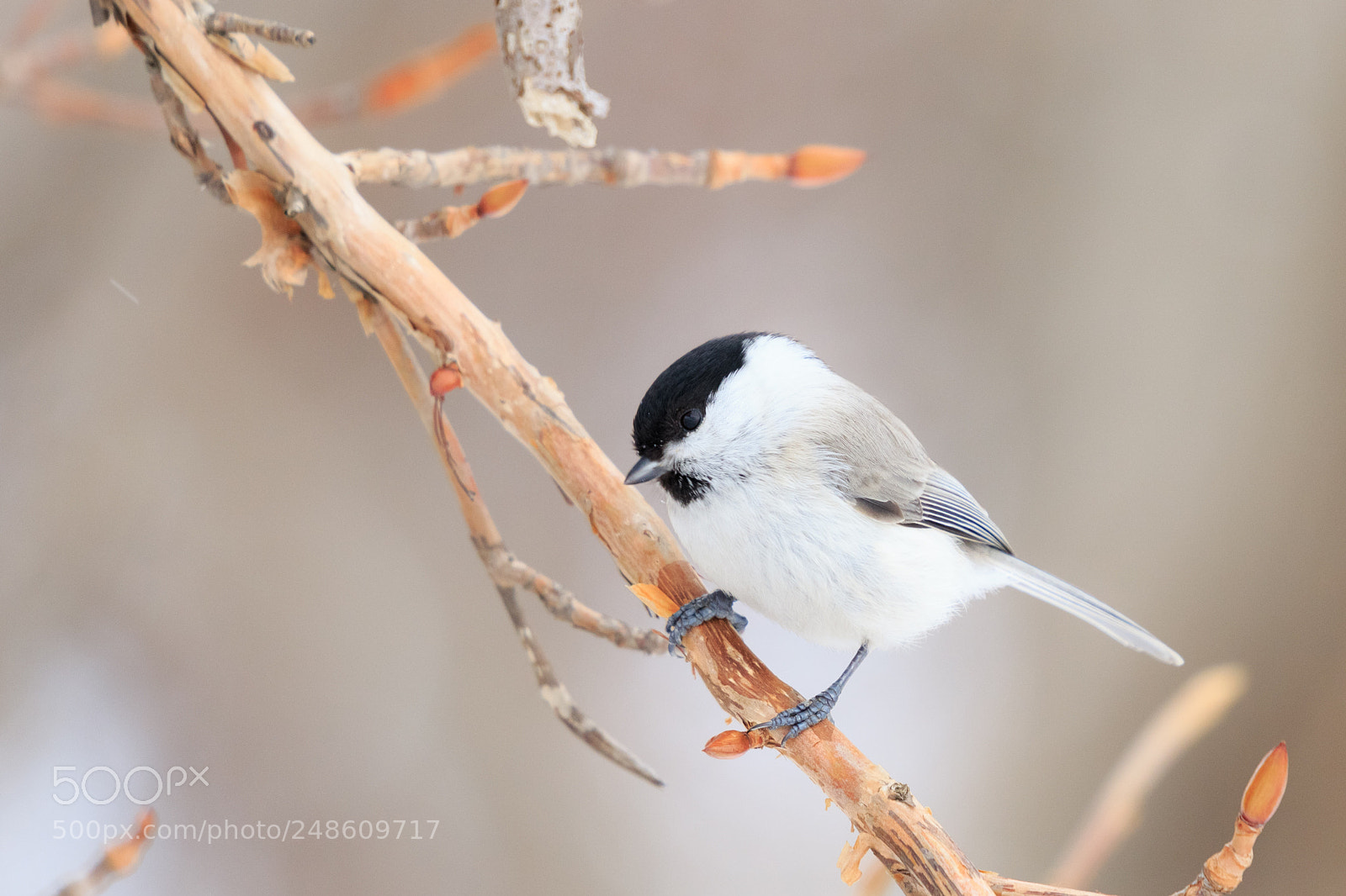 Canon EOS 7D Mark II sample photo. Marsh tit photography
