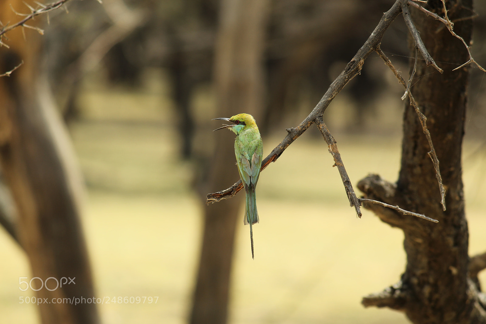 Canon EF-S 55-250mm F4-5.6 IS II sample photo. Blue tailed bee eater photography
