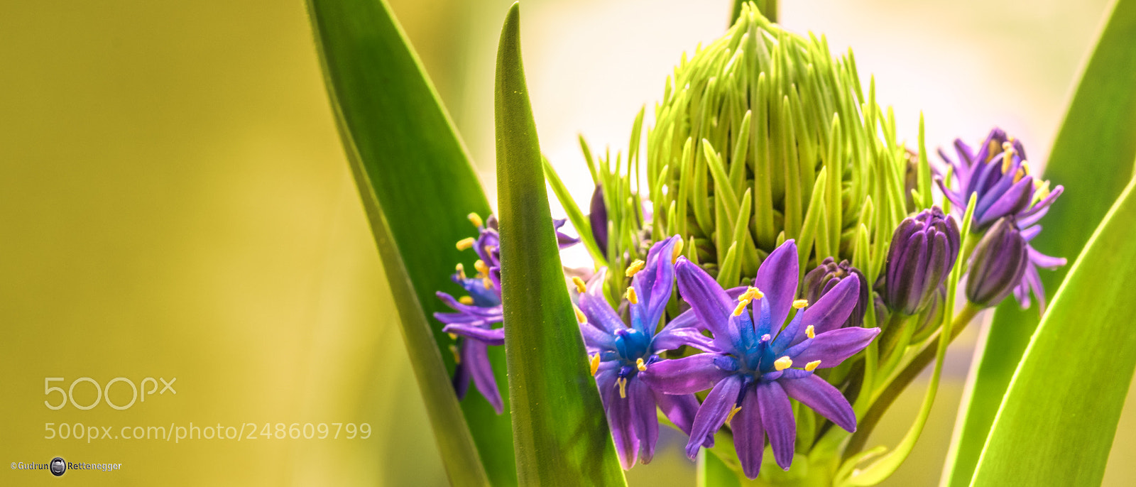 Nikon D5500 sample photo. Der fr hling ist photography