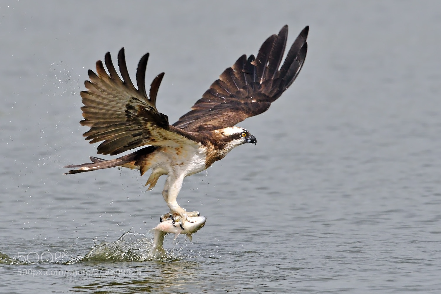 Nikon D500 sample photo. Osprey photography
