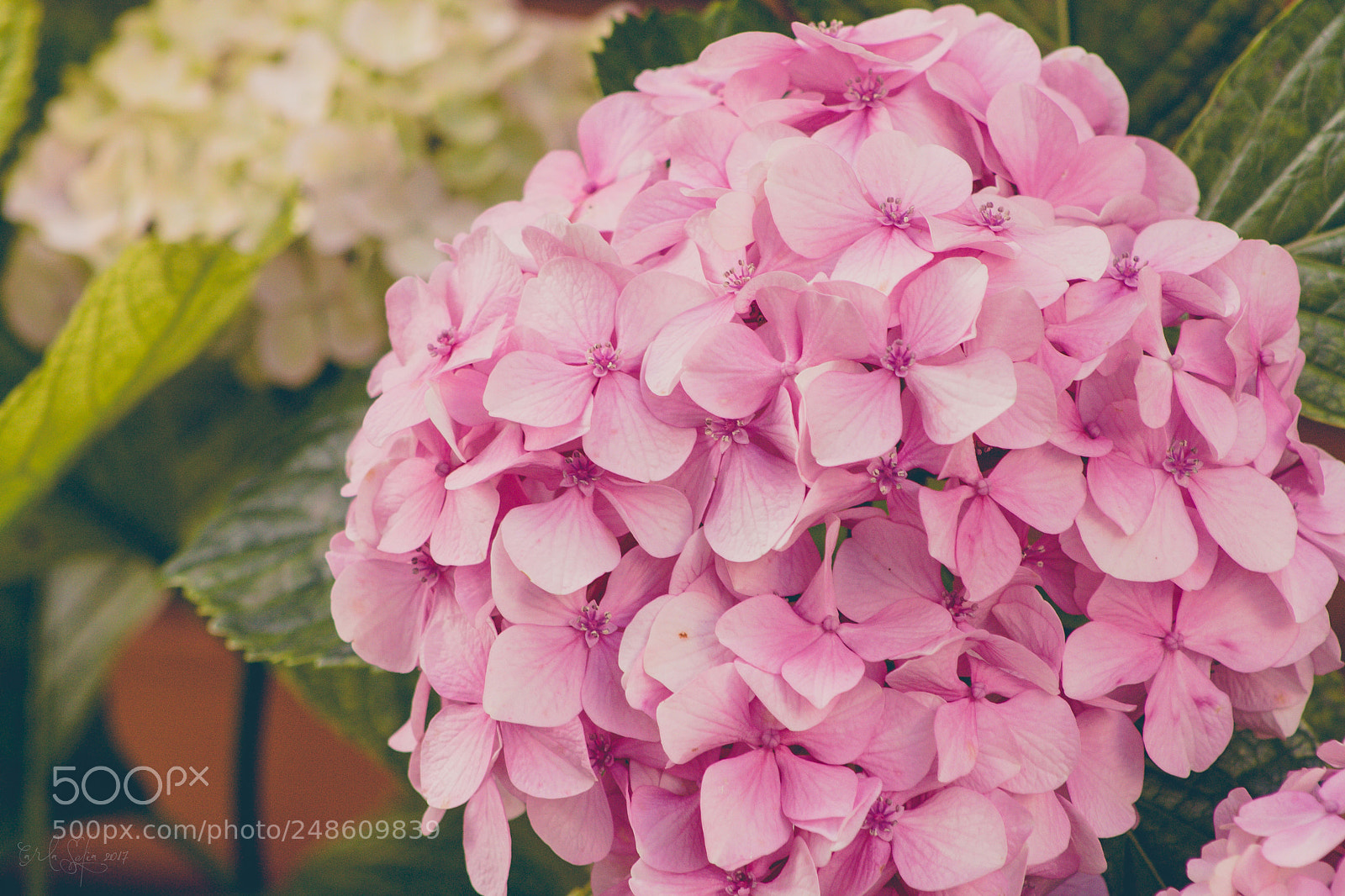 Canon EOS 1000D (EOS Digital Rebel XS / EOS Kiss F) sample photo. Memories i photography
