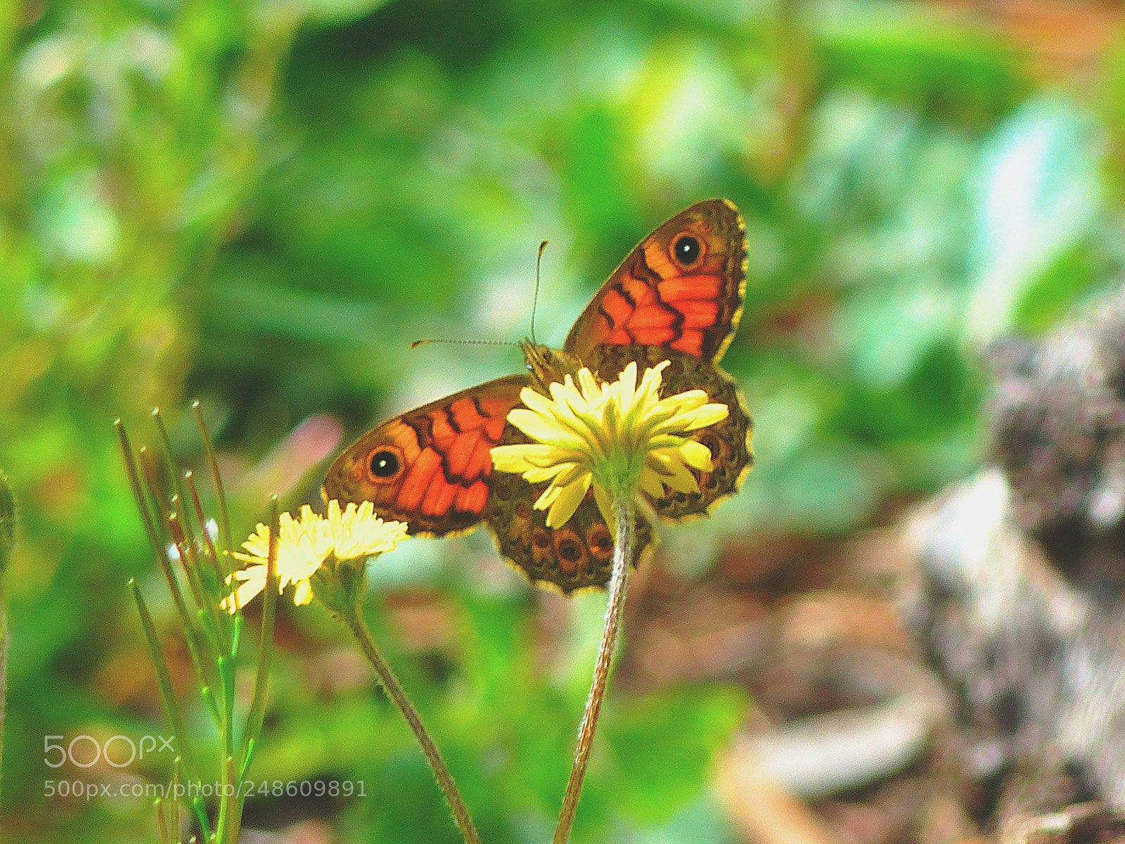 Panasonic Lumix DMC-FZ200 sample photo. Wall brown photography