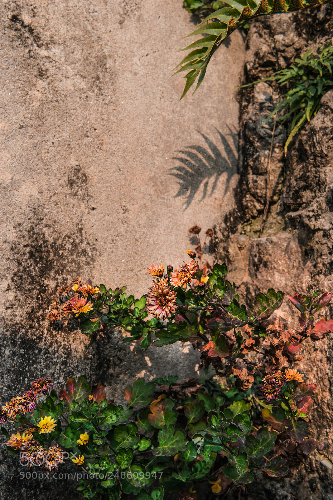 Nikon D800 sample photo. Chrysanthemum. photography