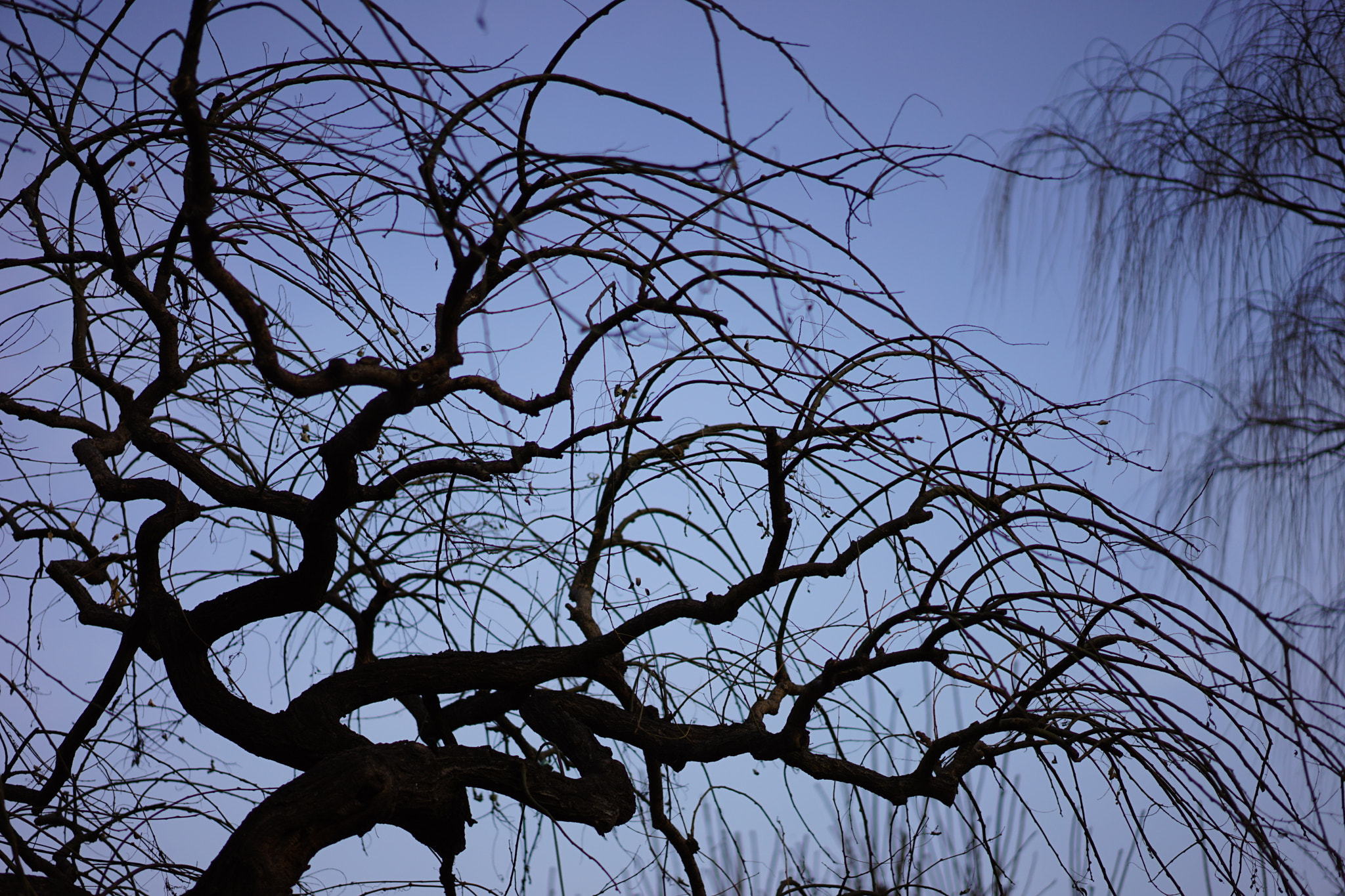 Sony a7 II + Sony Sonnar T* FE 55mm F1.8 ZA sample photo