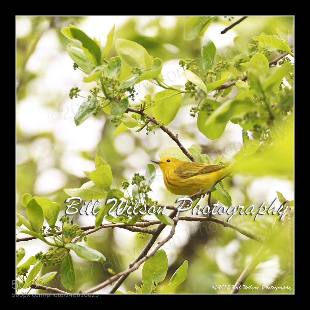 Nikon D500 sample photo. Yellow warbler photography