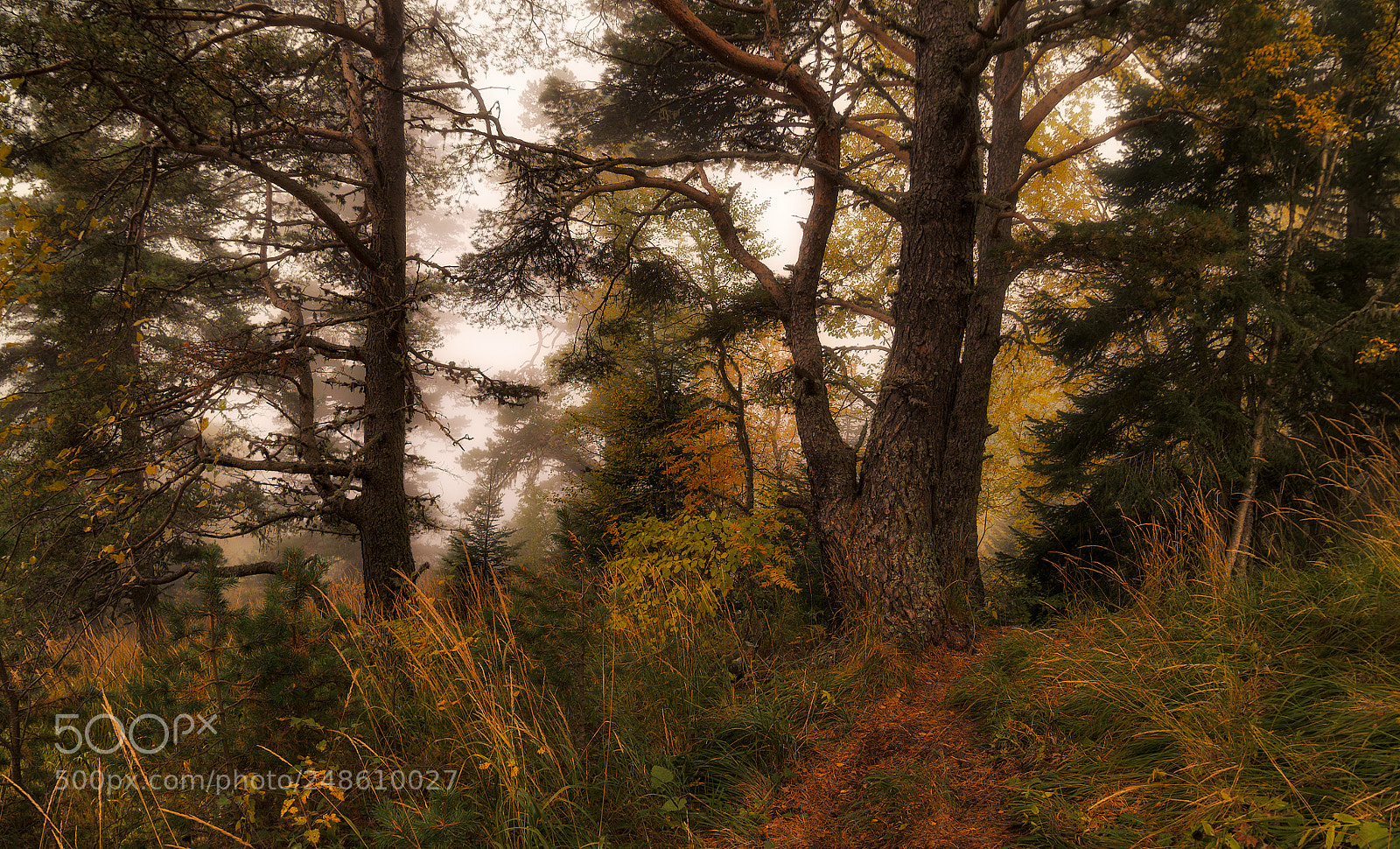 Nikon D600 sample photo. In the autumn forest photography