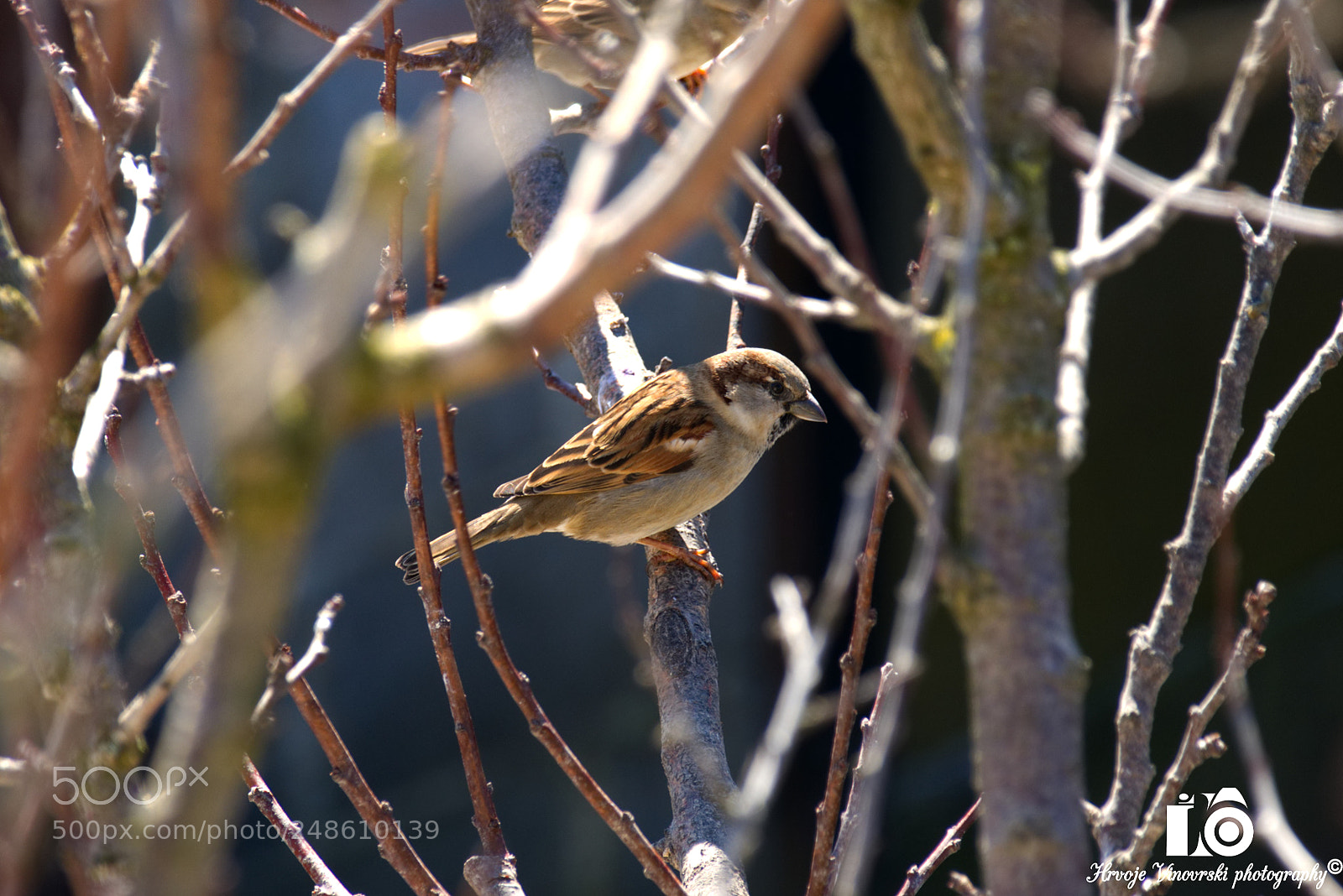 Panasonic Lumix DMC-FZ1000 sample photo. Spring is coming photography