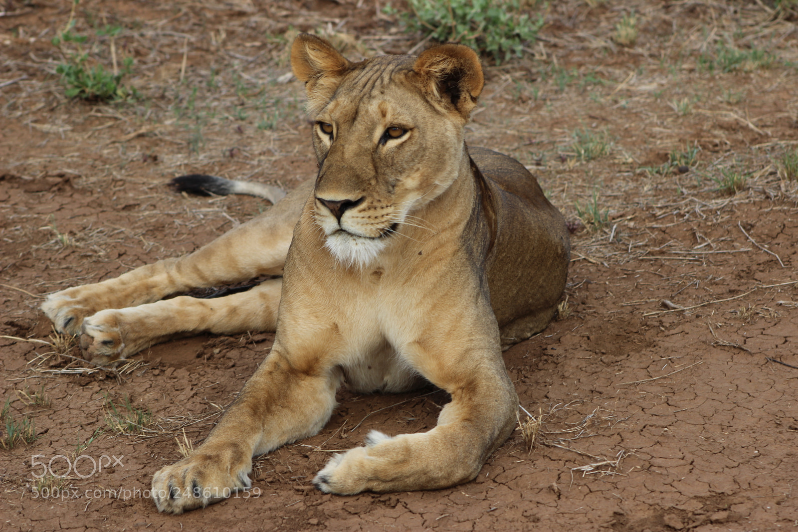 Canon EOS 600D (Rebel EOS T3i / EOS Kiss X5) sample photo. Lioness potrait photography