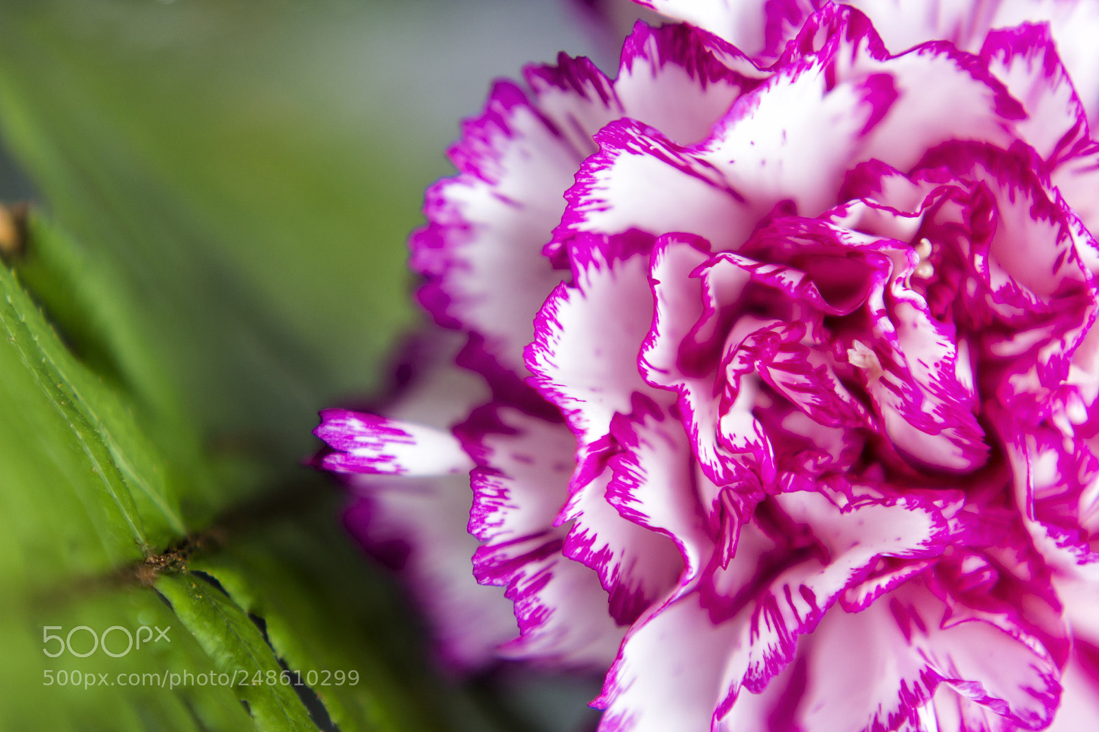 Canon EOS 600D (Rebel EOS T3i / EOS Kiss X5) sample photo. Women day's flower photography