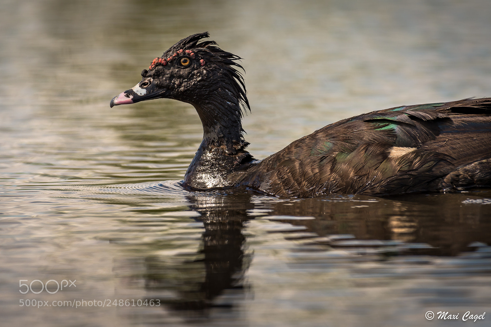 Nikon D500 sample photo. Totem photography