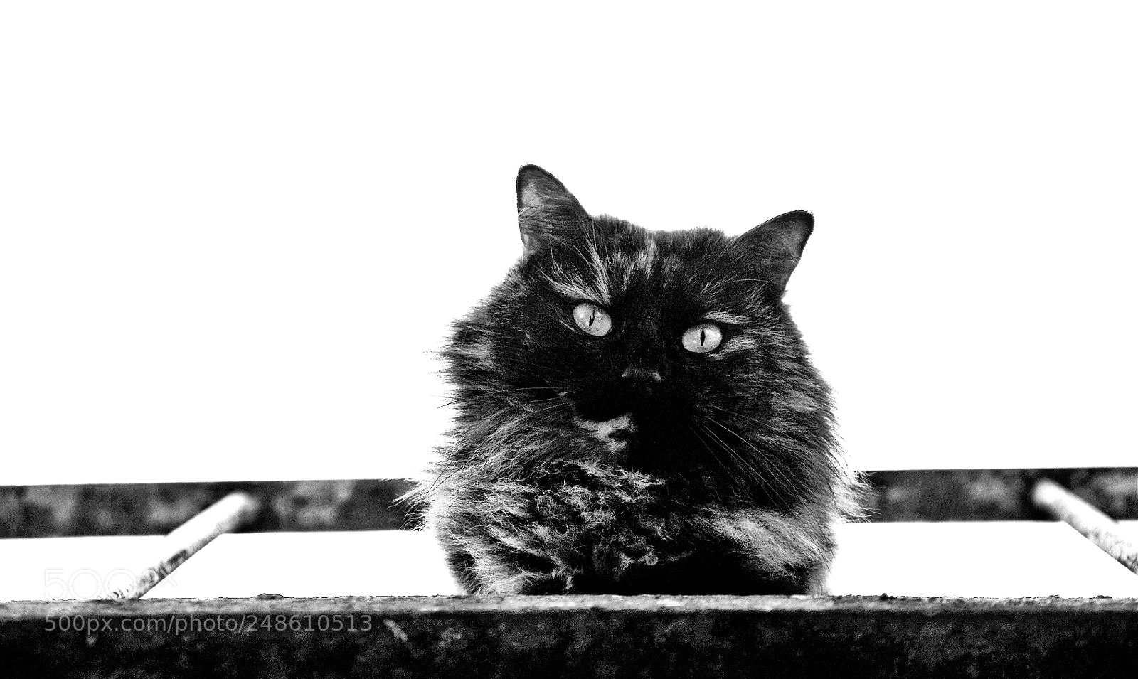 Nikon D300S sample photo. * photography