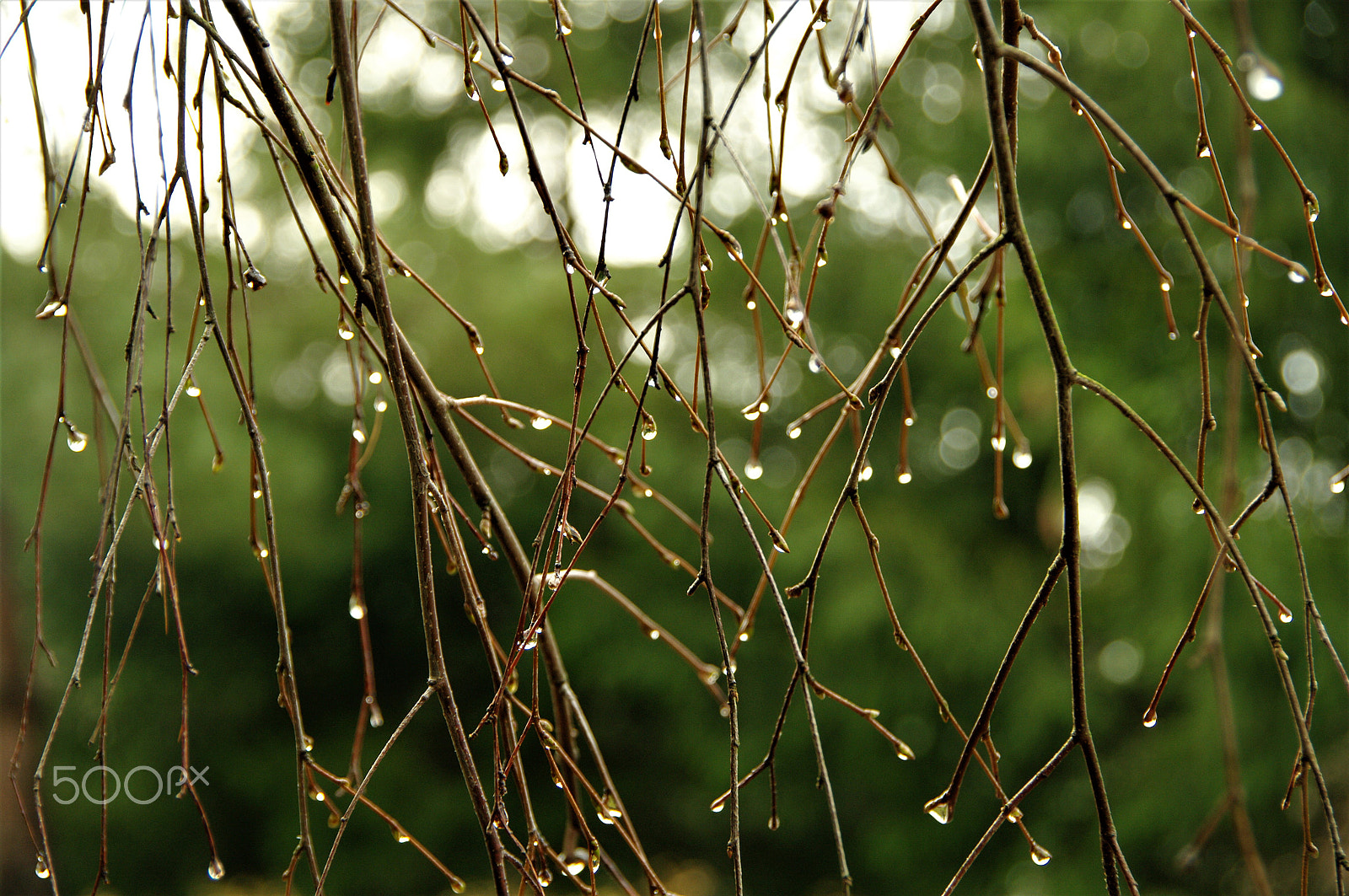 Samsung GX-20 sample photo. Tears of autumn... photography