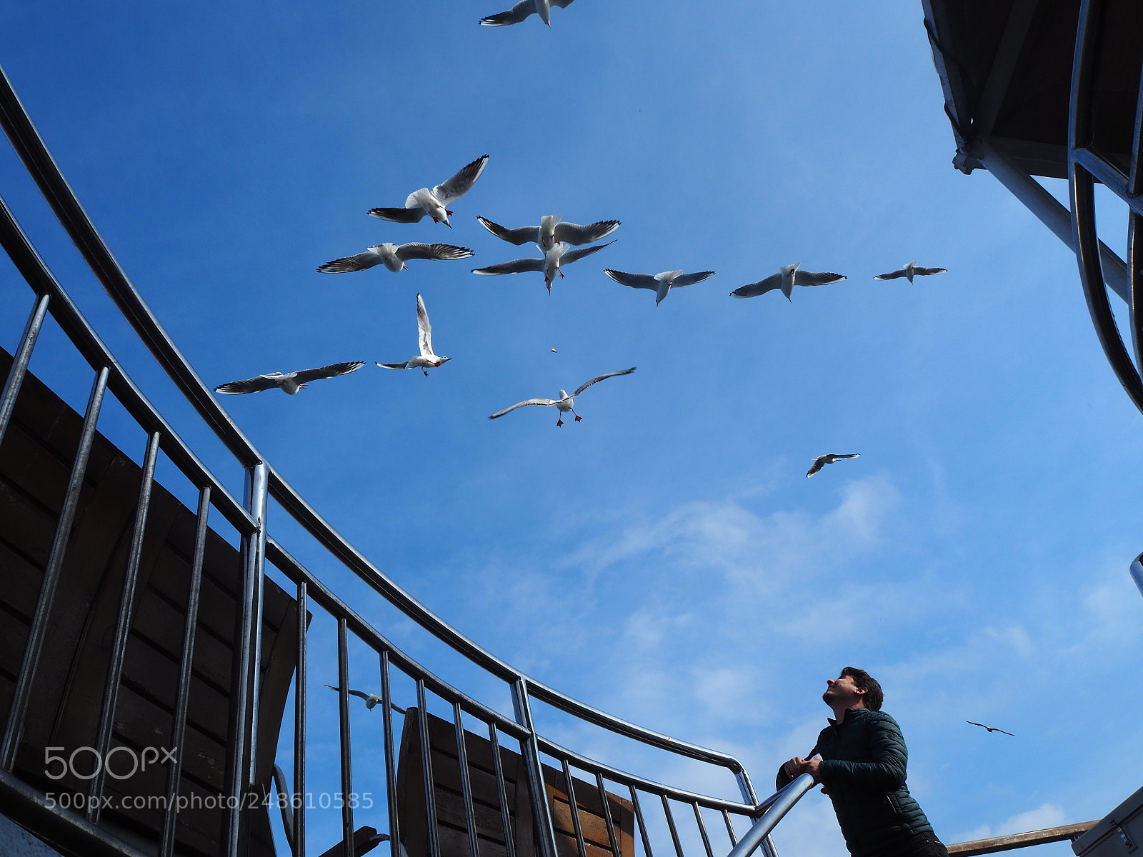 Olympus PEN-F sample photo. Seagulls photography