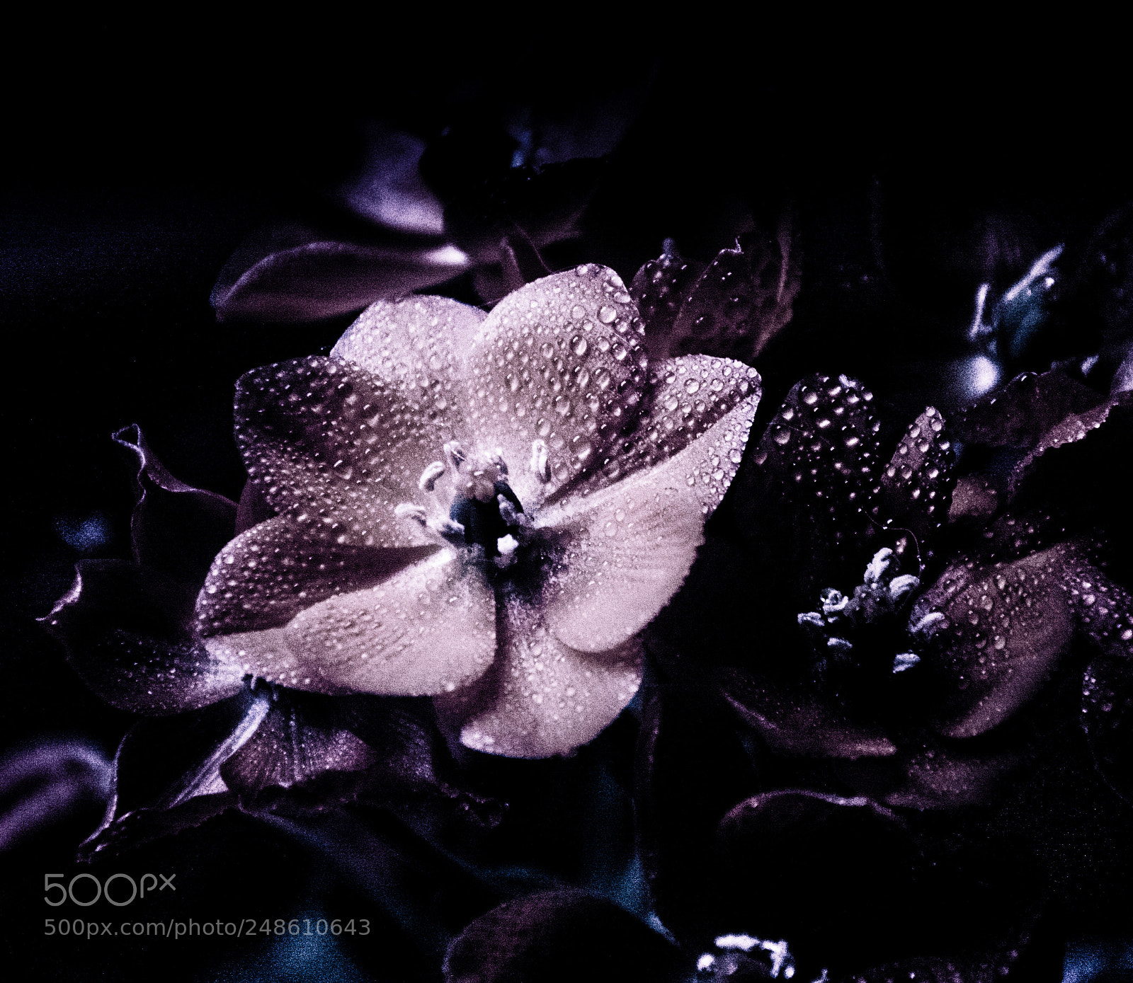 Nikon D5200 sample photo. Violet life photography