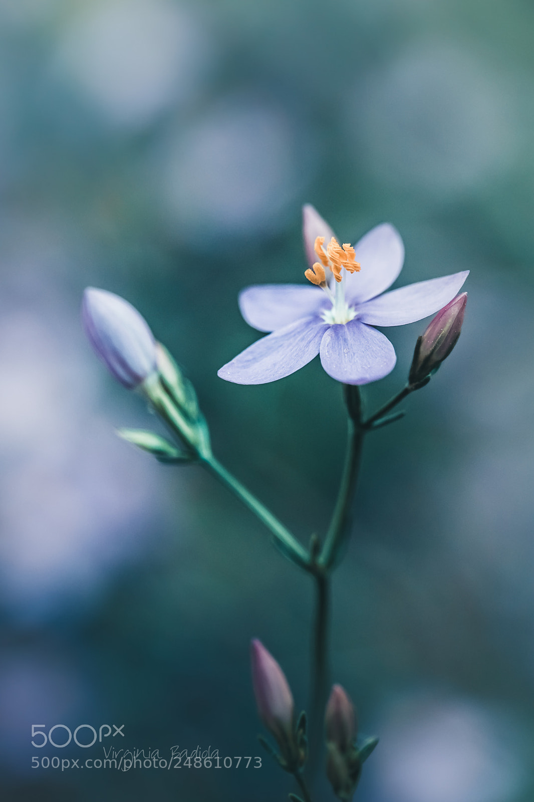 Canon EOS 80D sample photo. *** photography