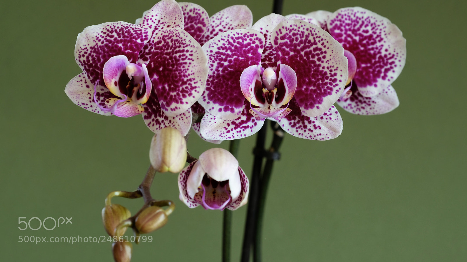 Fujifilm X-T2 sample photo. Orchidee photography