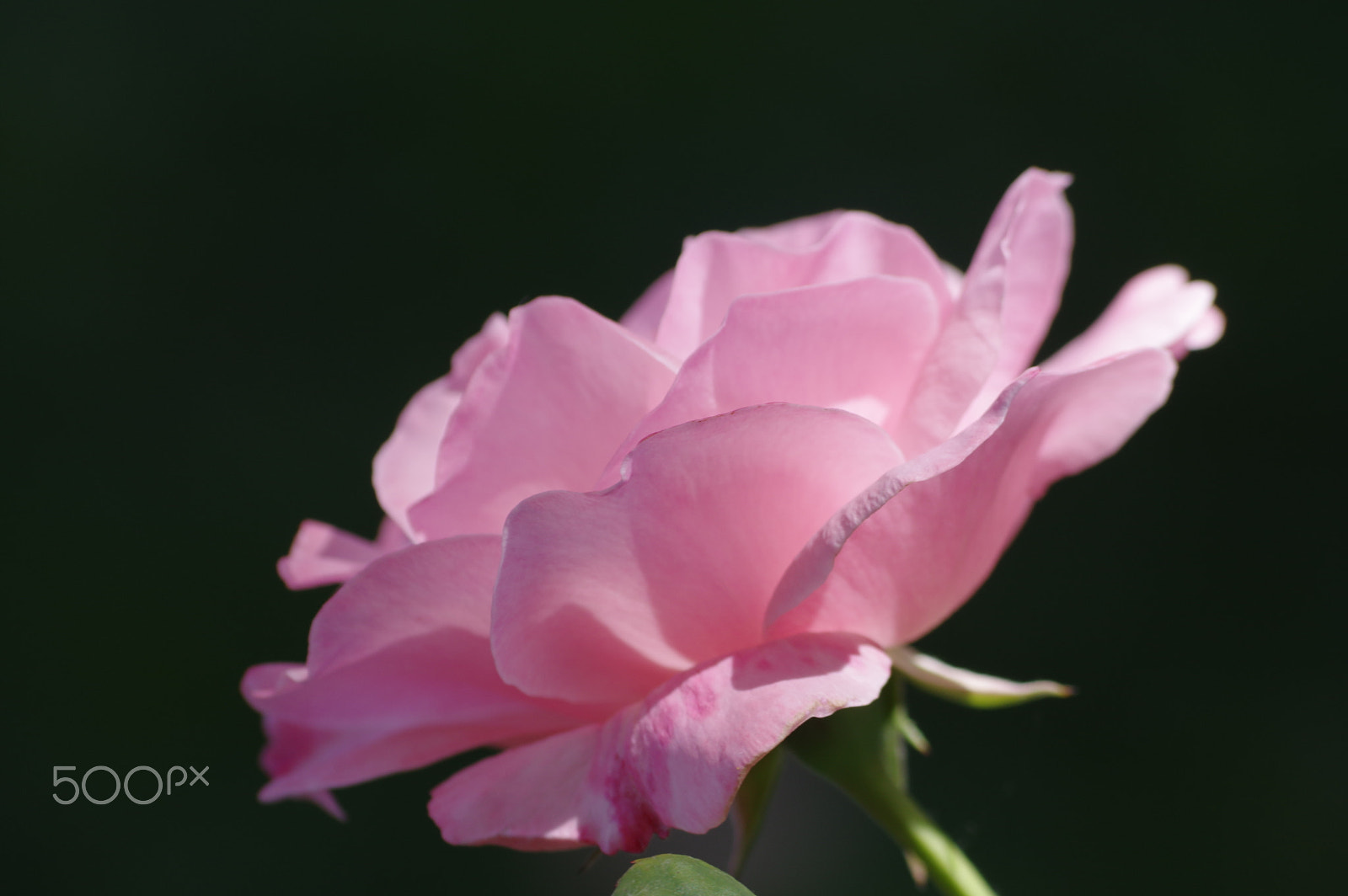 Pentax smc DA 55-300mm F4.0-5.8 ED sample photo. A rose for women photography