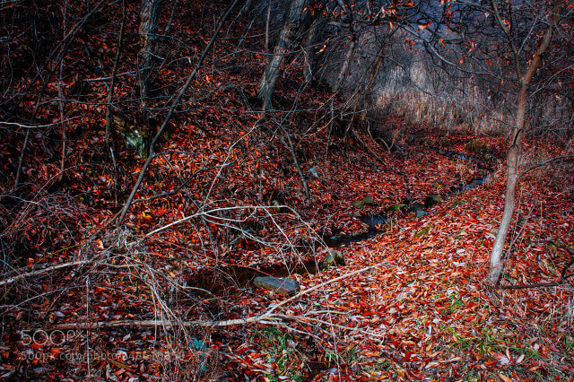 Canon EOS 450D (EOS Rebel XSi / EOS Kiss X2) sample photo. Autumn forest photography