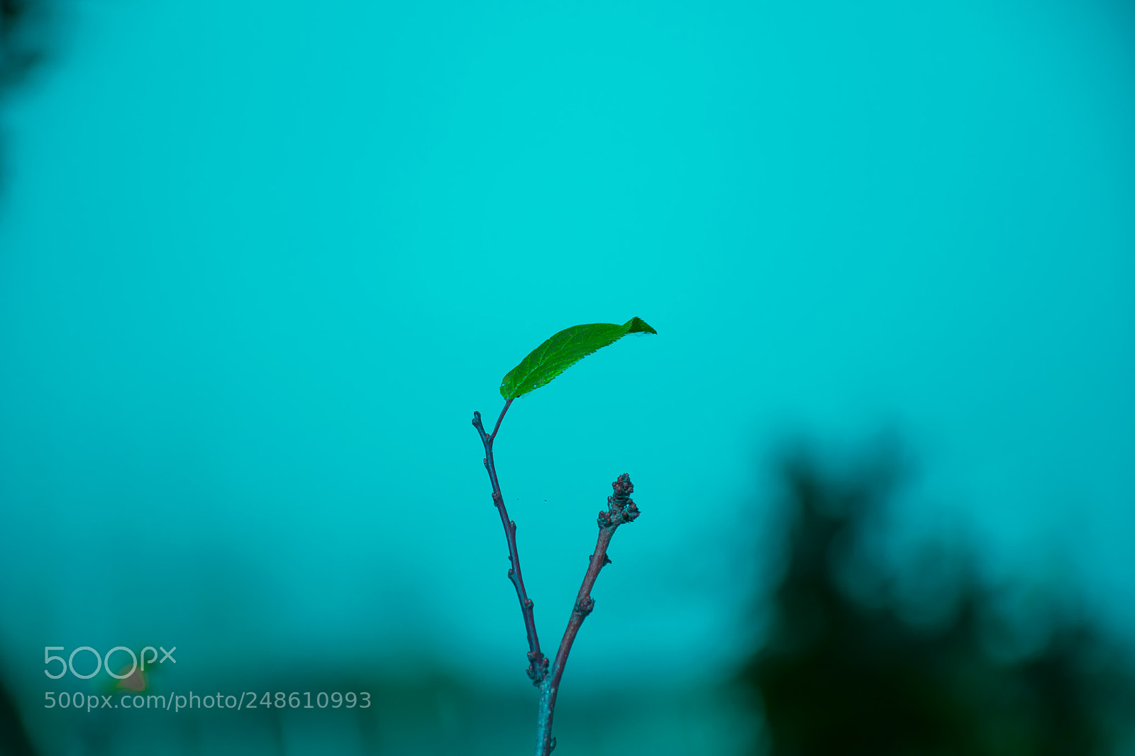 Nikon D5300 sample photo. Tree branches photography