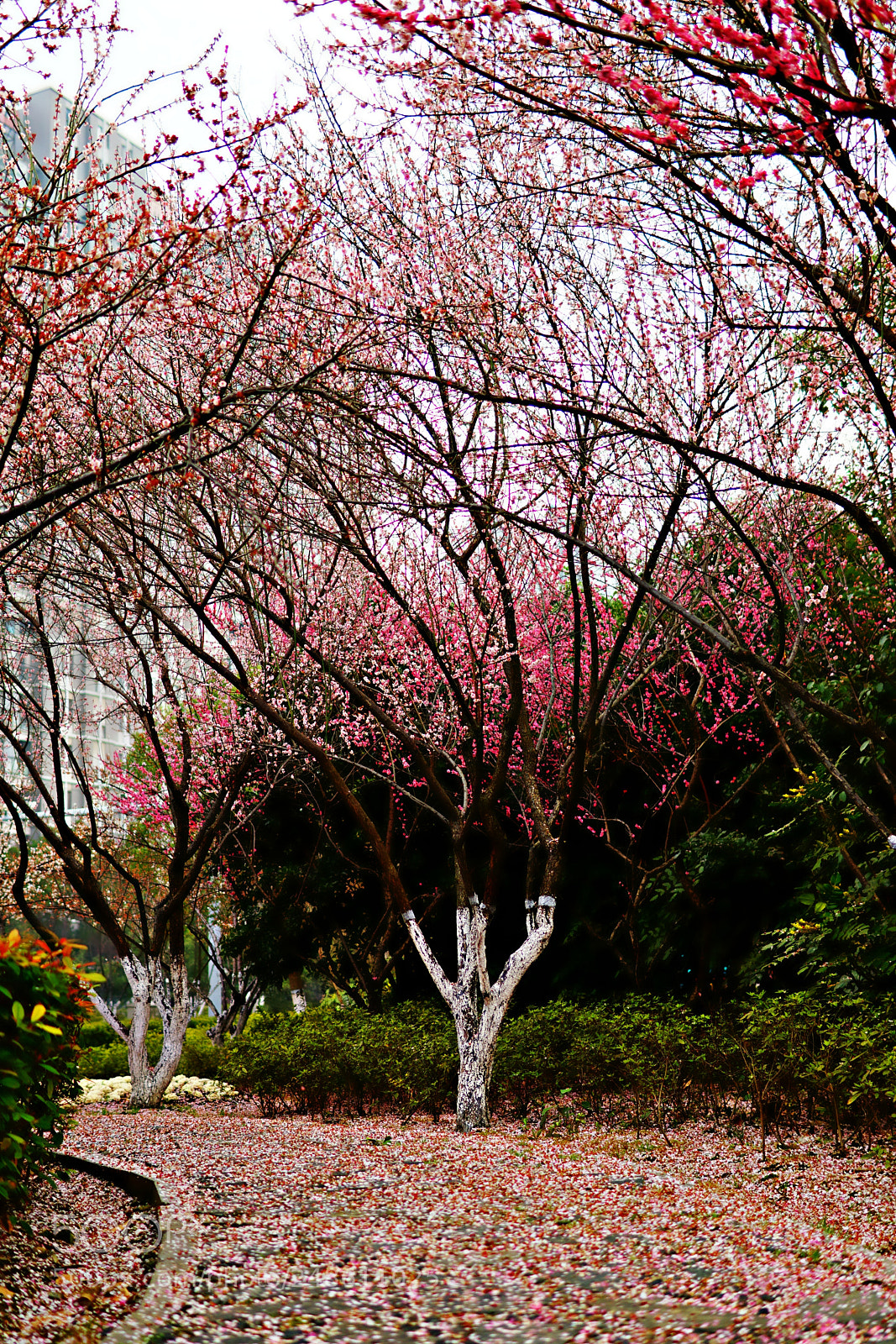 Sony a6000 sample photo. 花路思语 photography