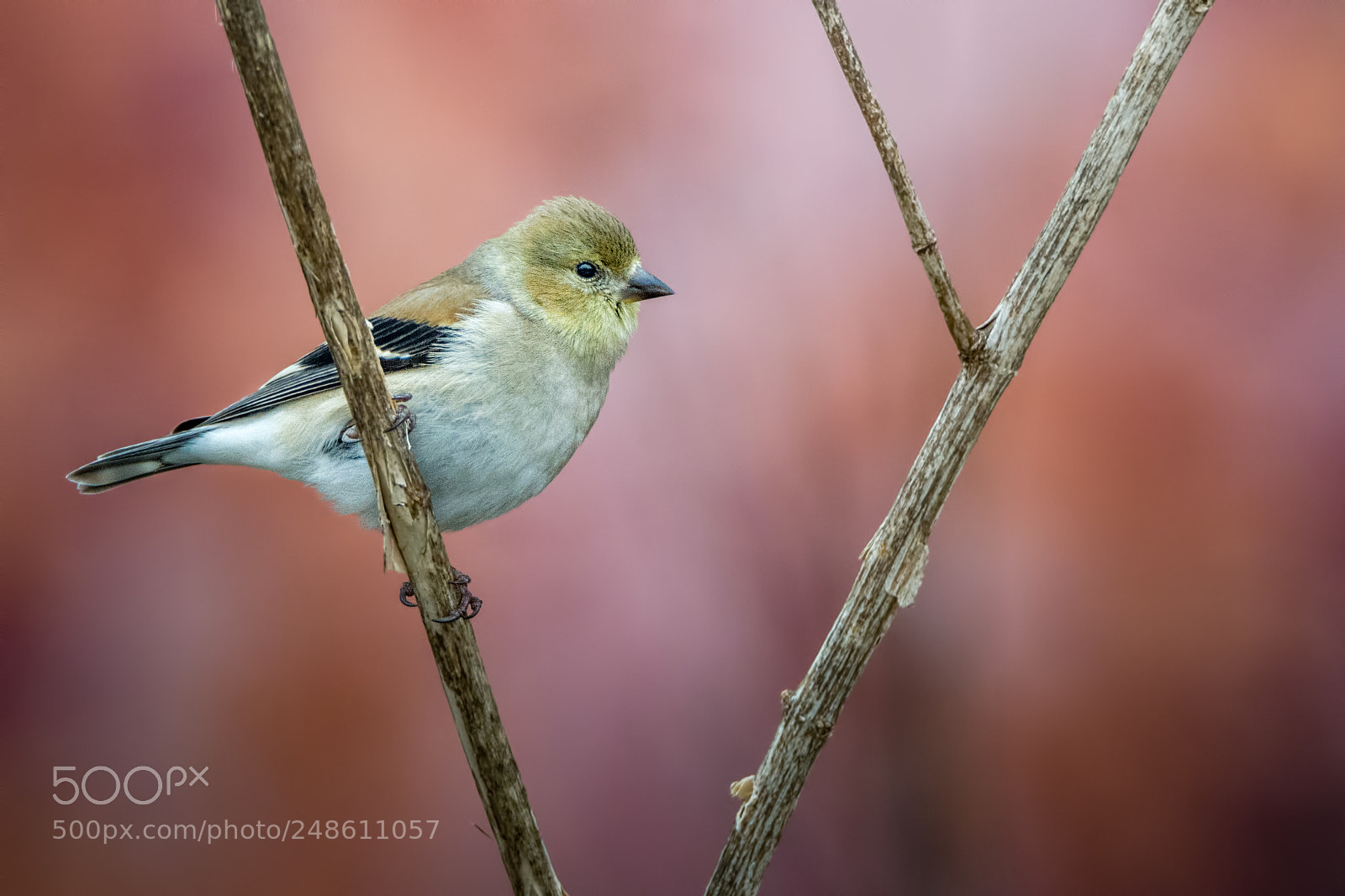 Nikon D7100 sample photo. Goldfinch #5 photography