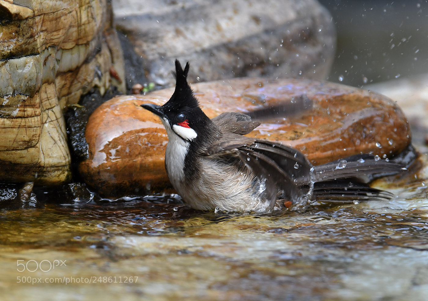 Nikon D500 sample photo. Bulbul photography
