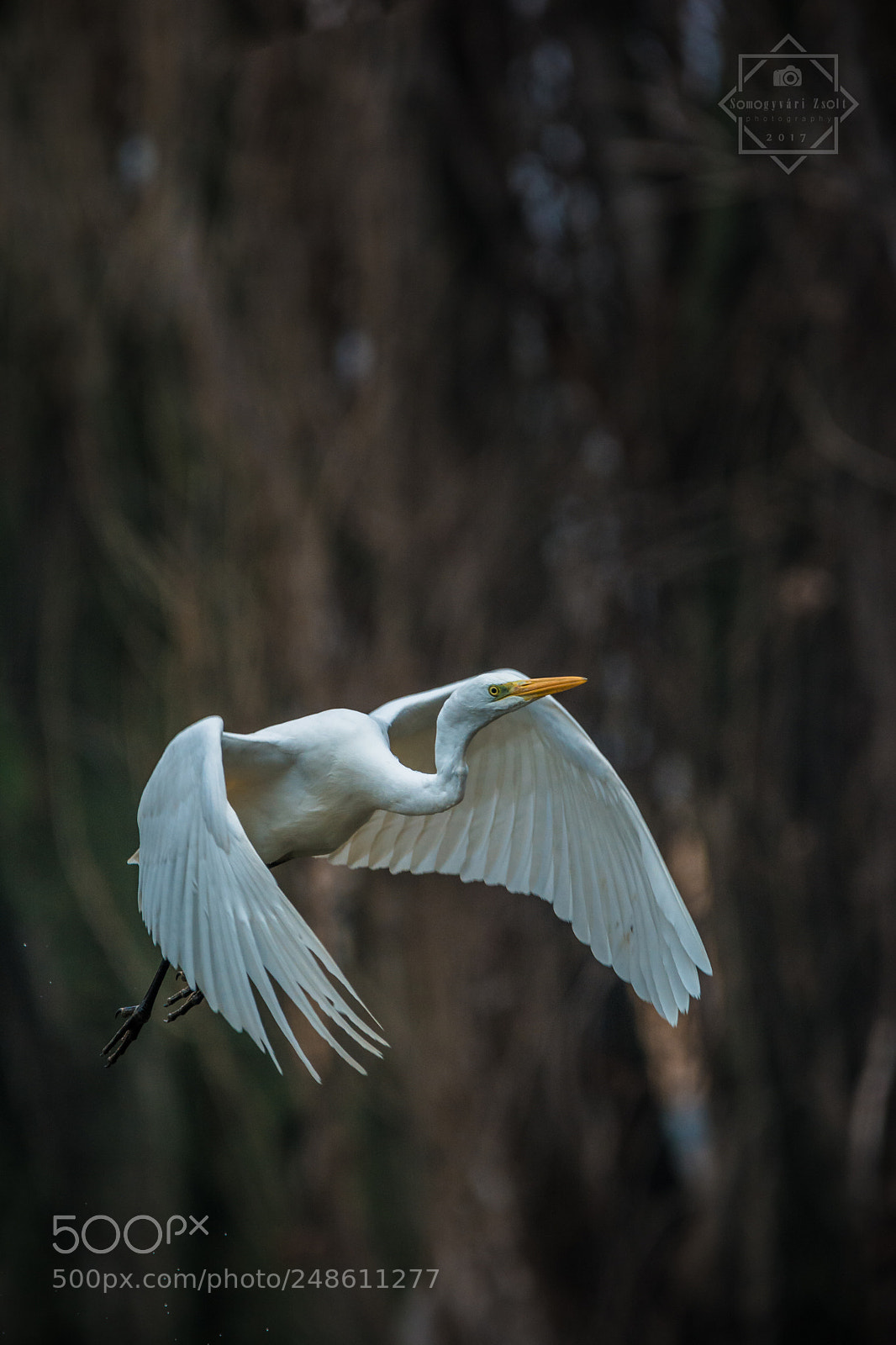 Nikon D7100 sample photo. Great egret. photography