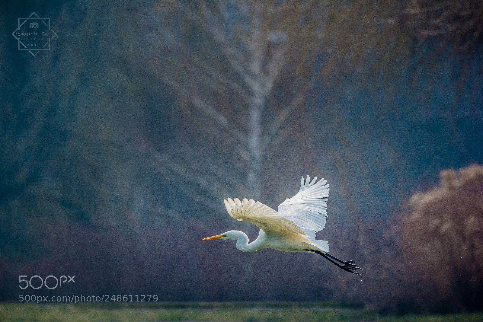 Nikon D7100 sample photo. Great egret. photography