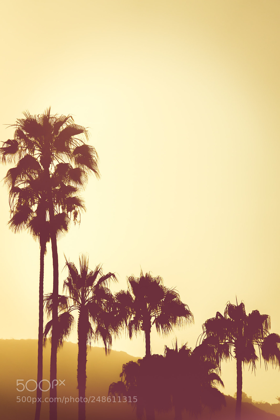 Sony Cyber-shot DSC-RX10 III sample photo. Palm trees at sunset photography