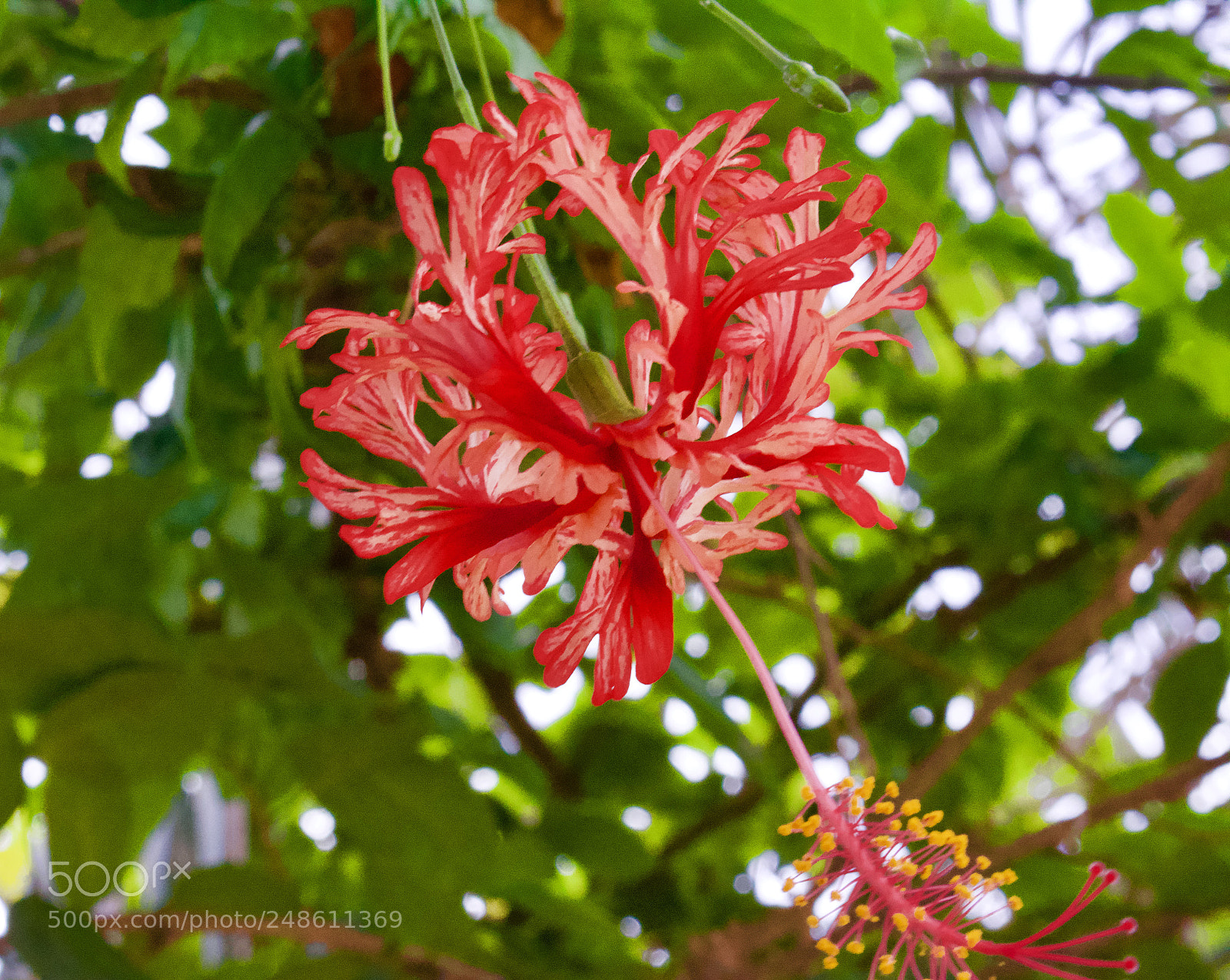 Nikon D5200 sample photo. Red flower photography
